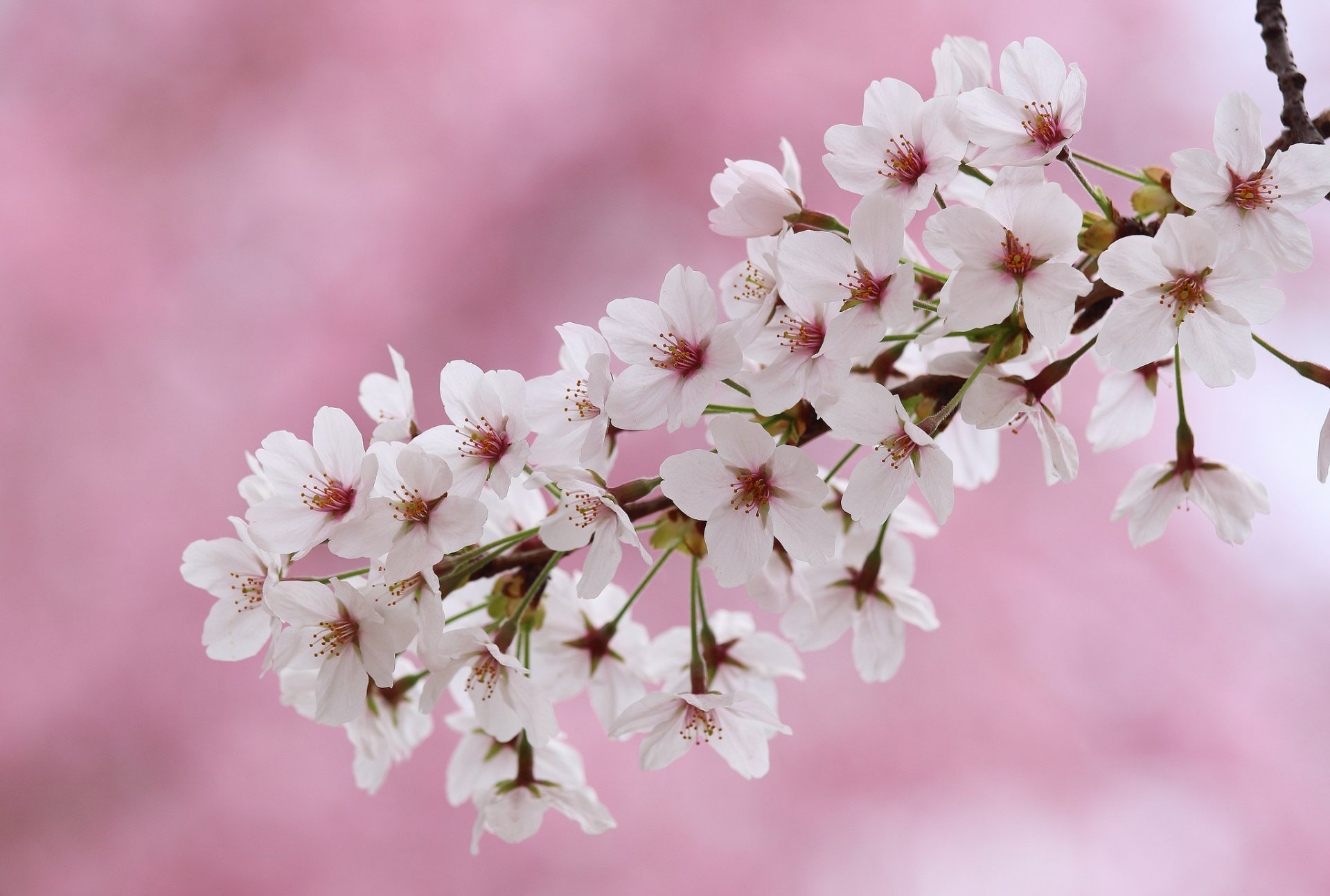 cerisier floraison fleurs branche macro printemps