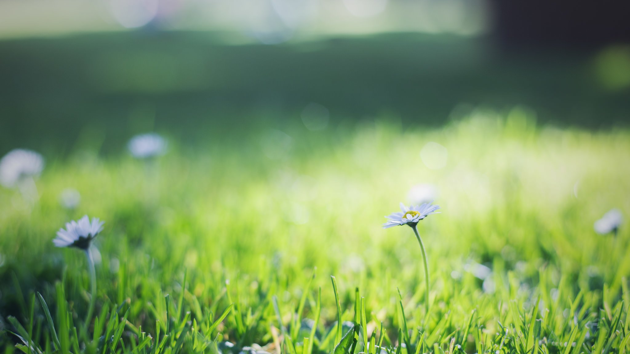 gras grün gänseblümchen blumen blütenblätter weiß