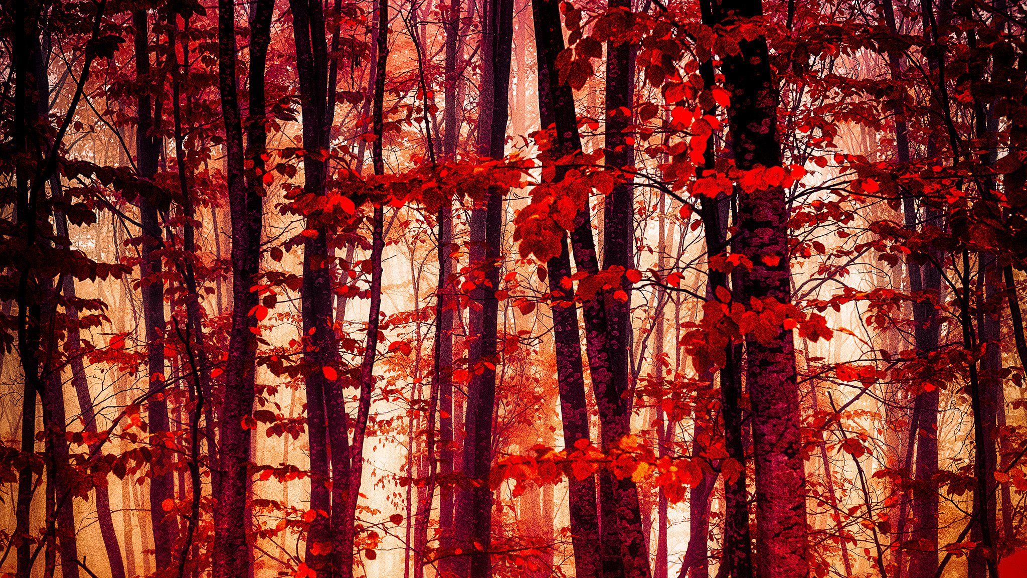 Величественными багряными. Красная осень. Красное дерево. Багровый лес. Красные леса.
