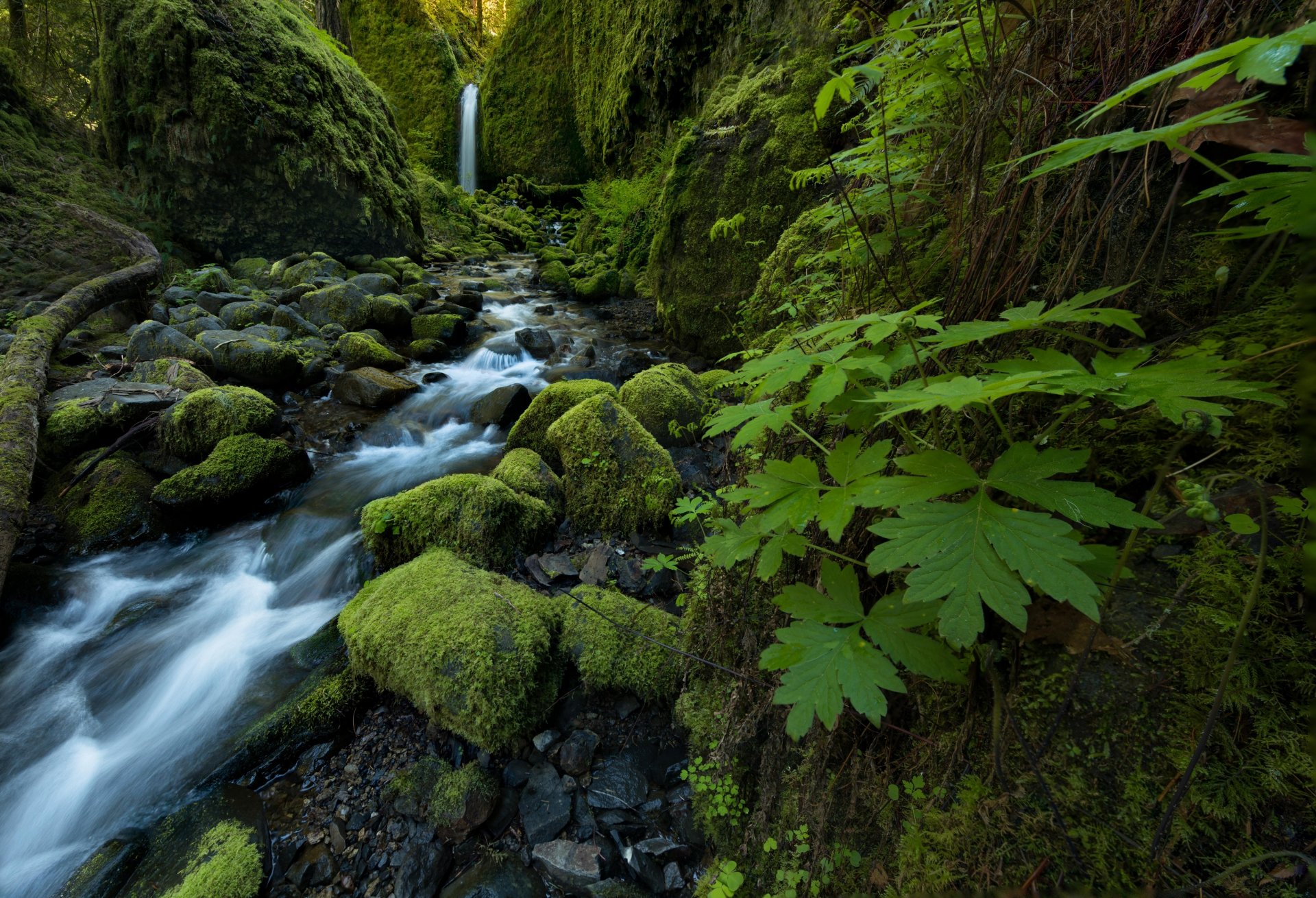 mossy grotto falls ruckel creek columbia river gorge oregon waterfall creek stones moss leave