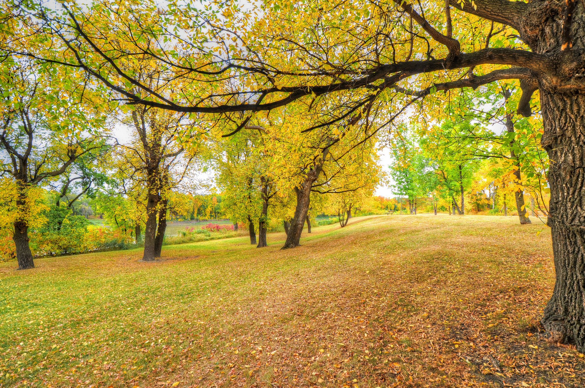 park drzewa trawa liście jesień