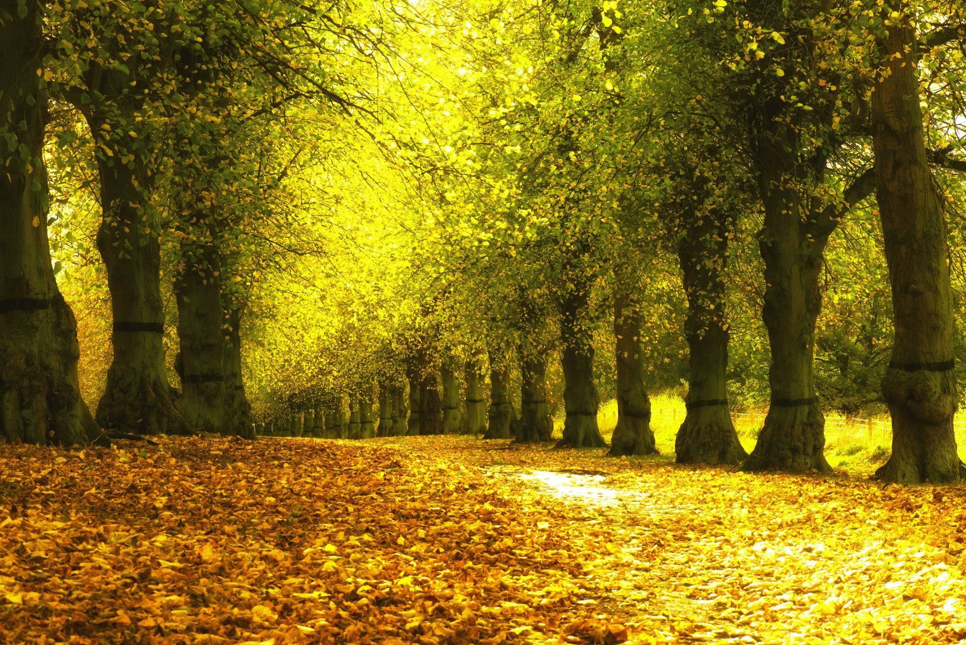 autumn park tree alley leaves yellow