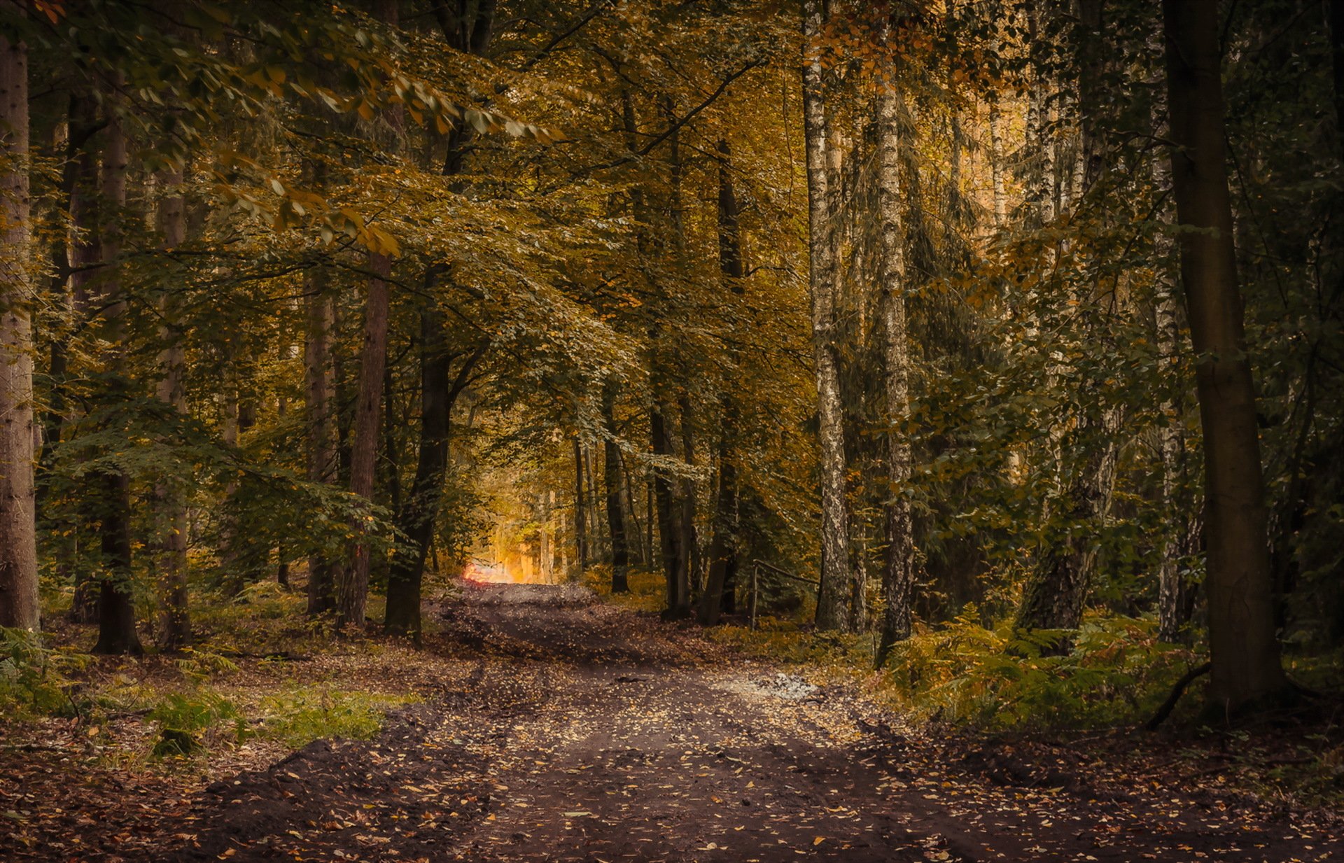 wald straße herbst