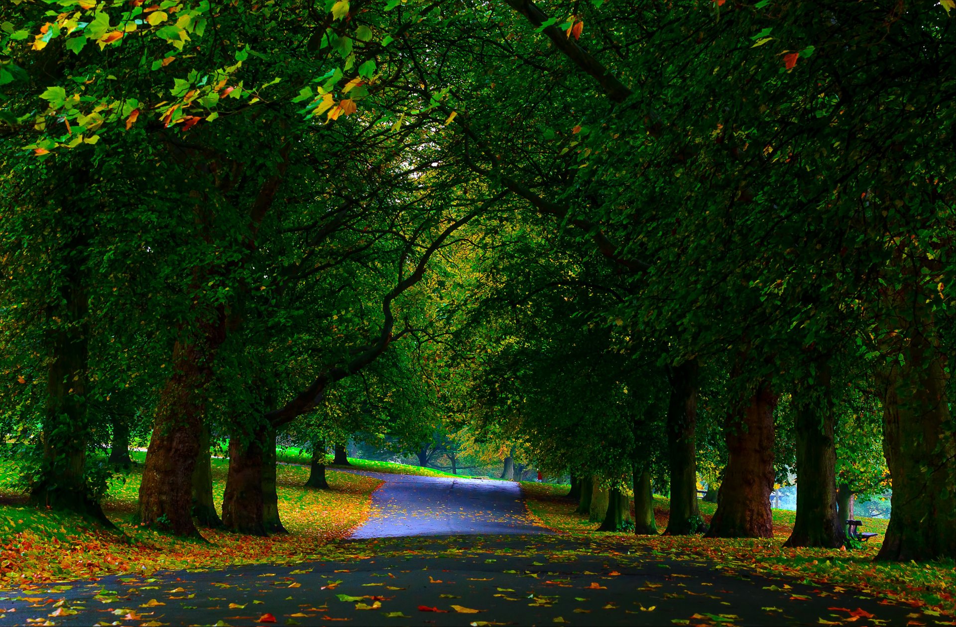 park drzewa zieleń aleja liście jesień