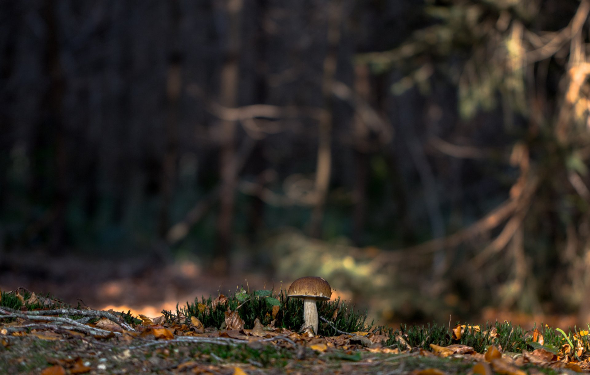 weißer pilz wald moos natur