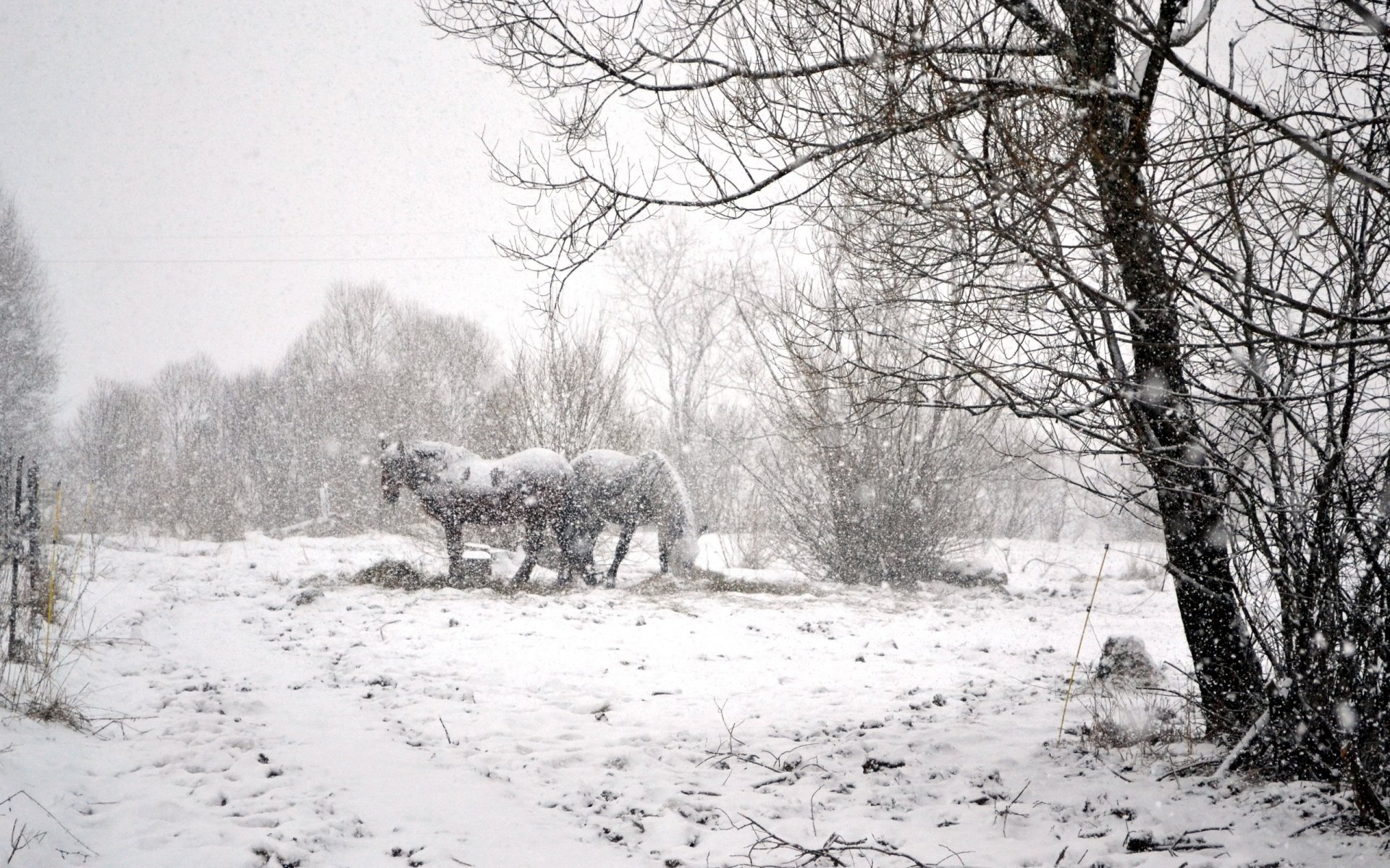 hiver neige chevaux