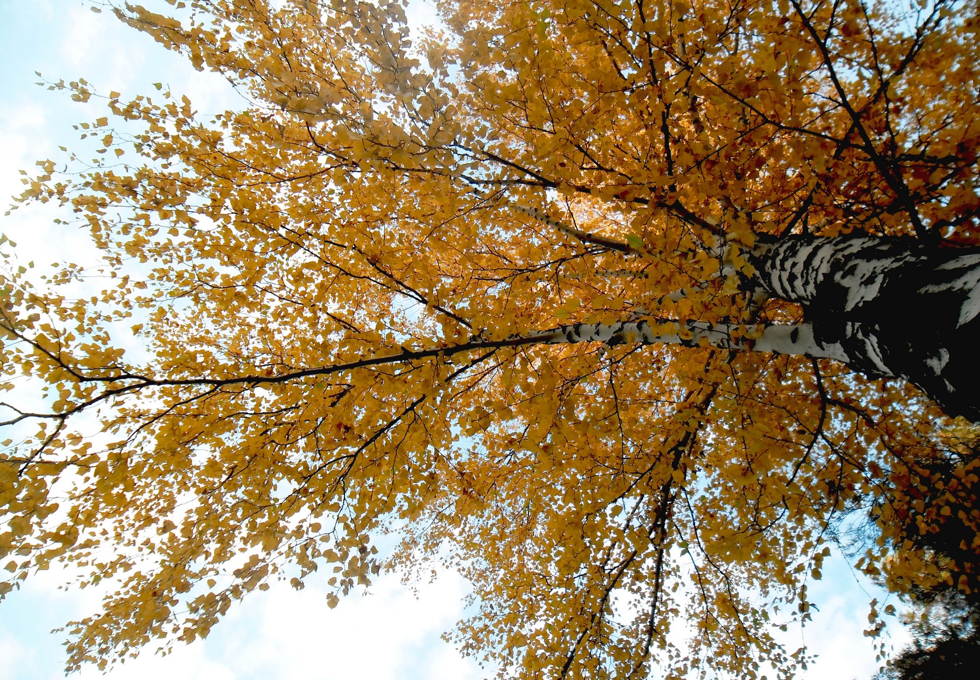 árbol abedul ramas hojas otoño