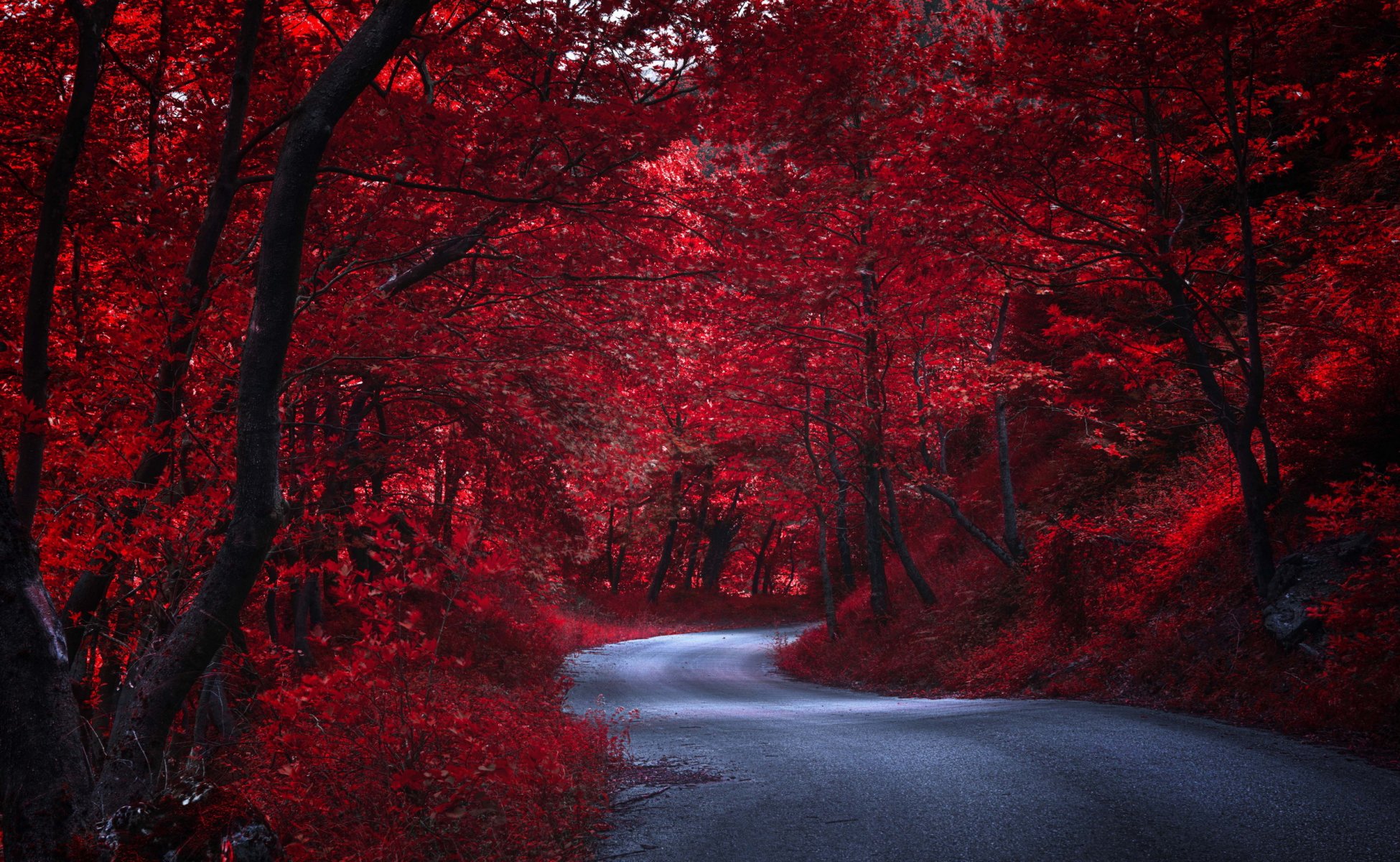 camino árboles naturaleza