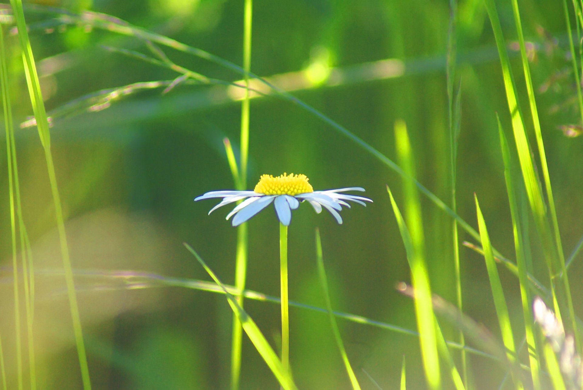 blume kamille blütenblätter wiese feld gras