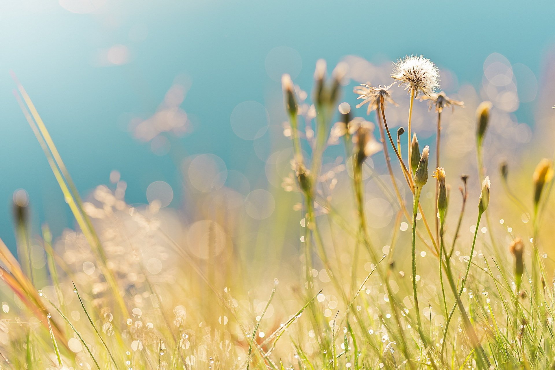 herbe nature été