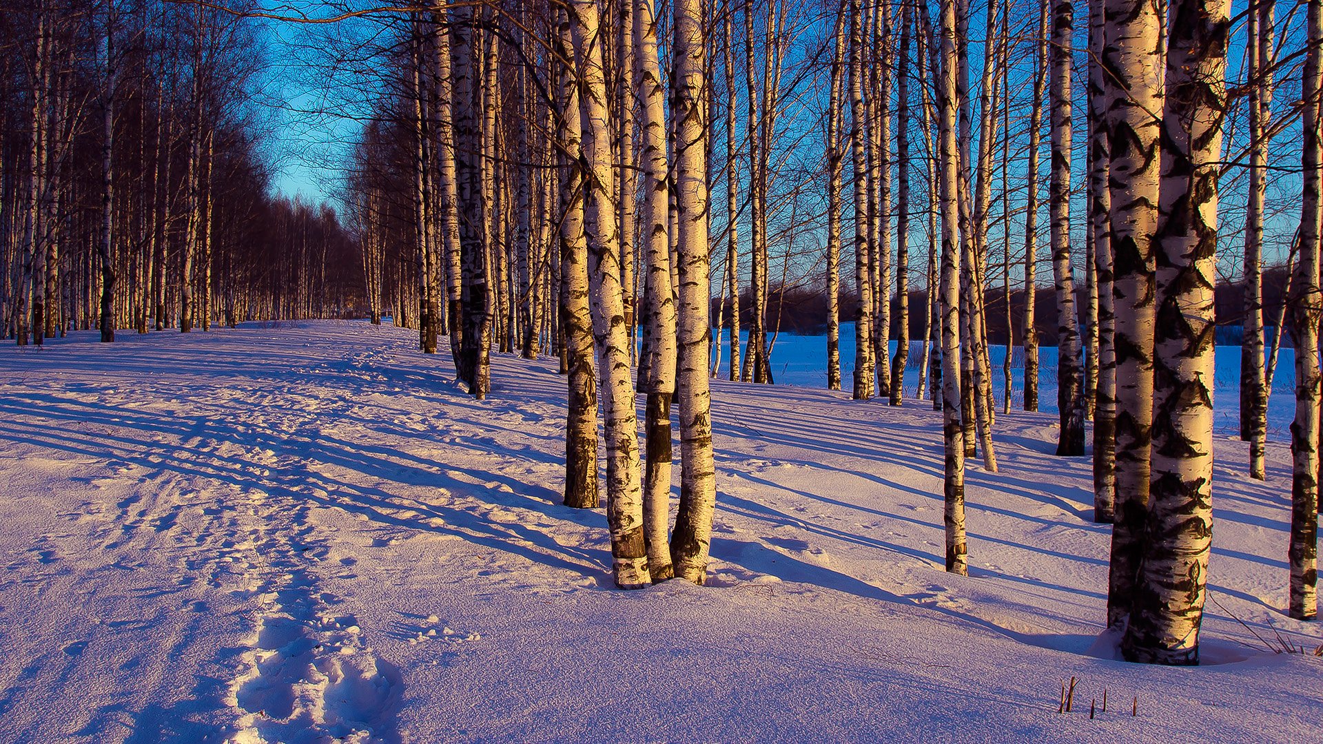 hiver soirée forêt arbres neige traces paysage