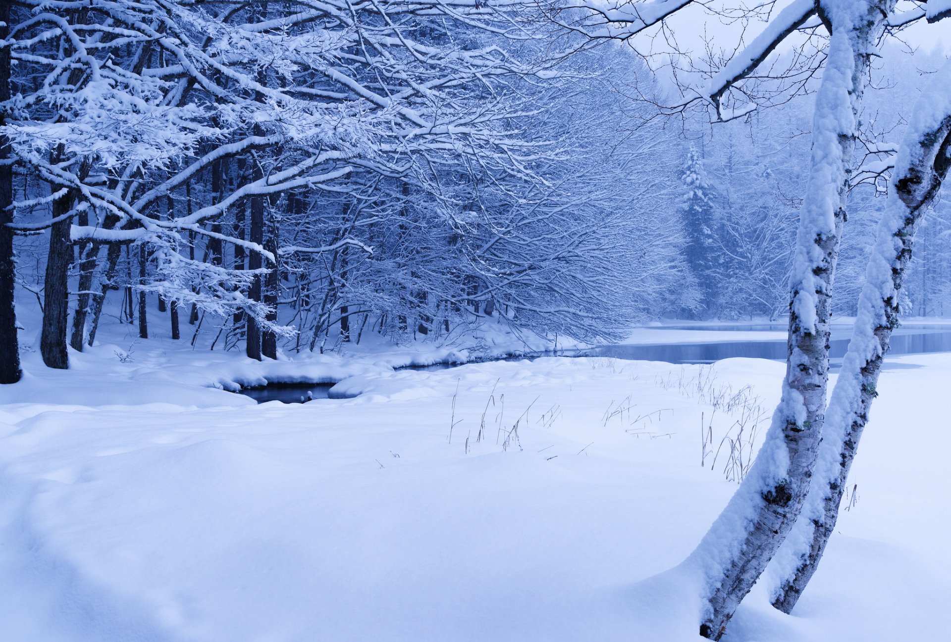 las strumień staw zima śnieg drzewa