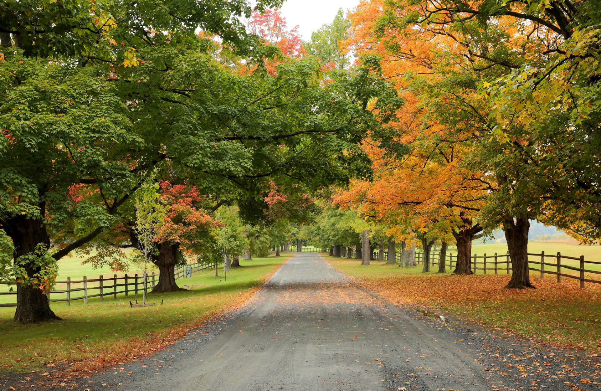 camino árboles otoño naturaleza