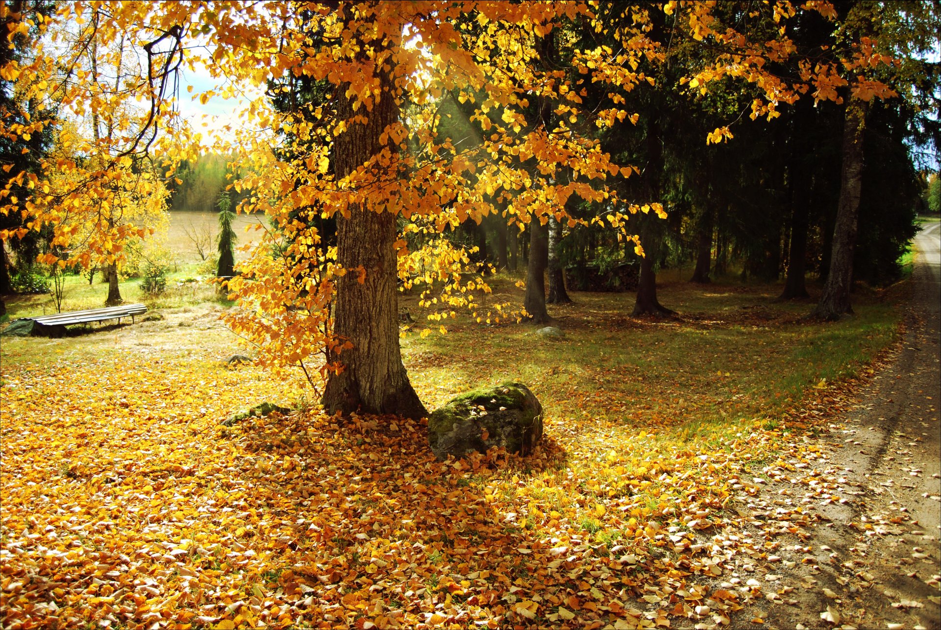 otoño parque árboles hojas camino naturaleza foto