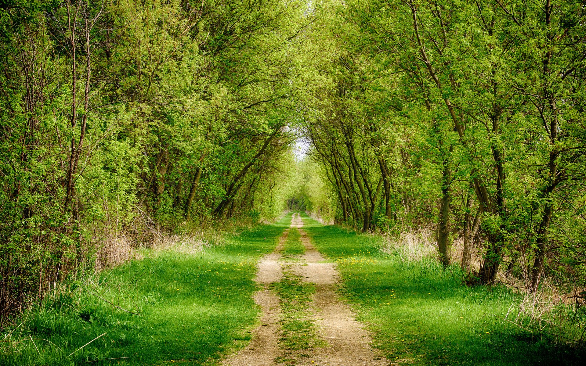 foresta strada sentiero erba alberi vicolo