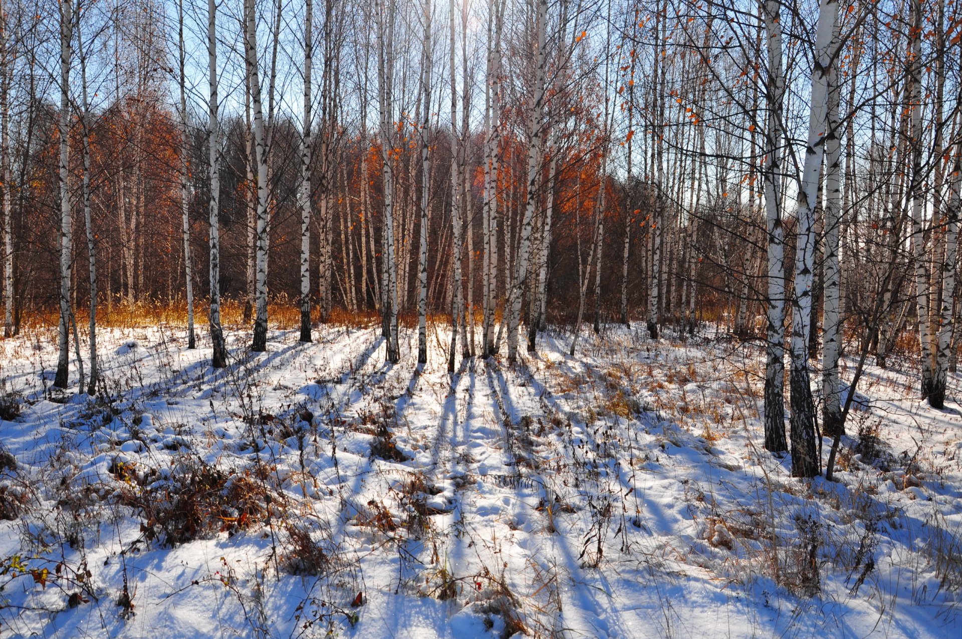 nieve otoño naturaleza