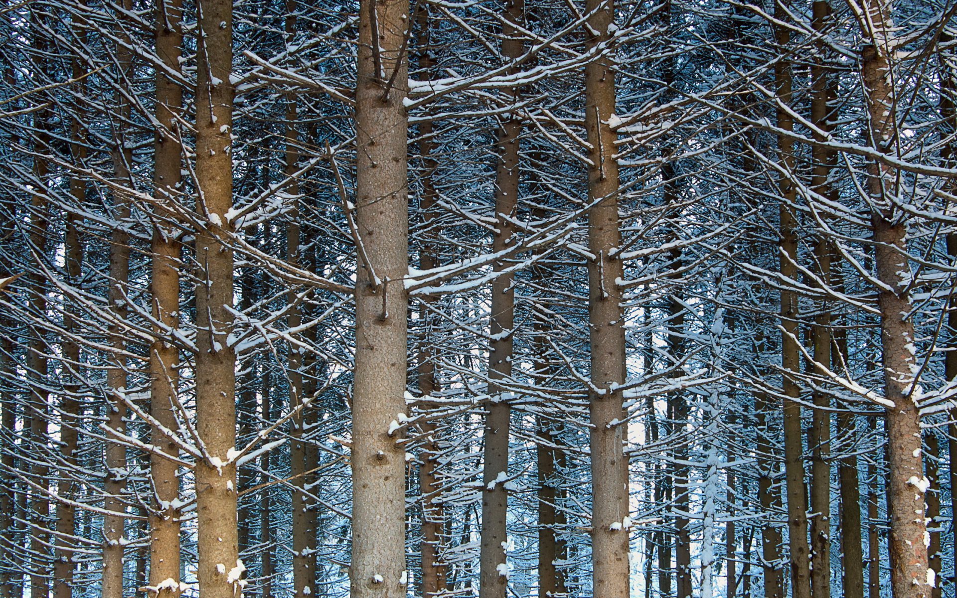 alberi foresta natura