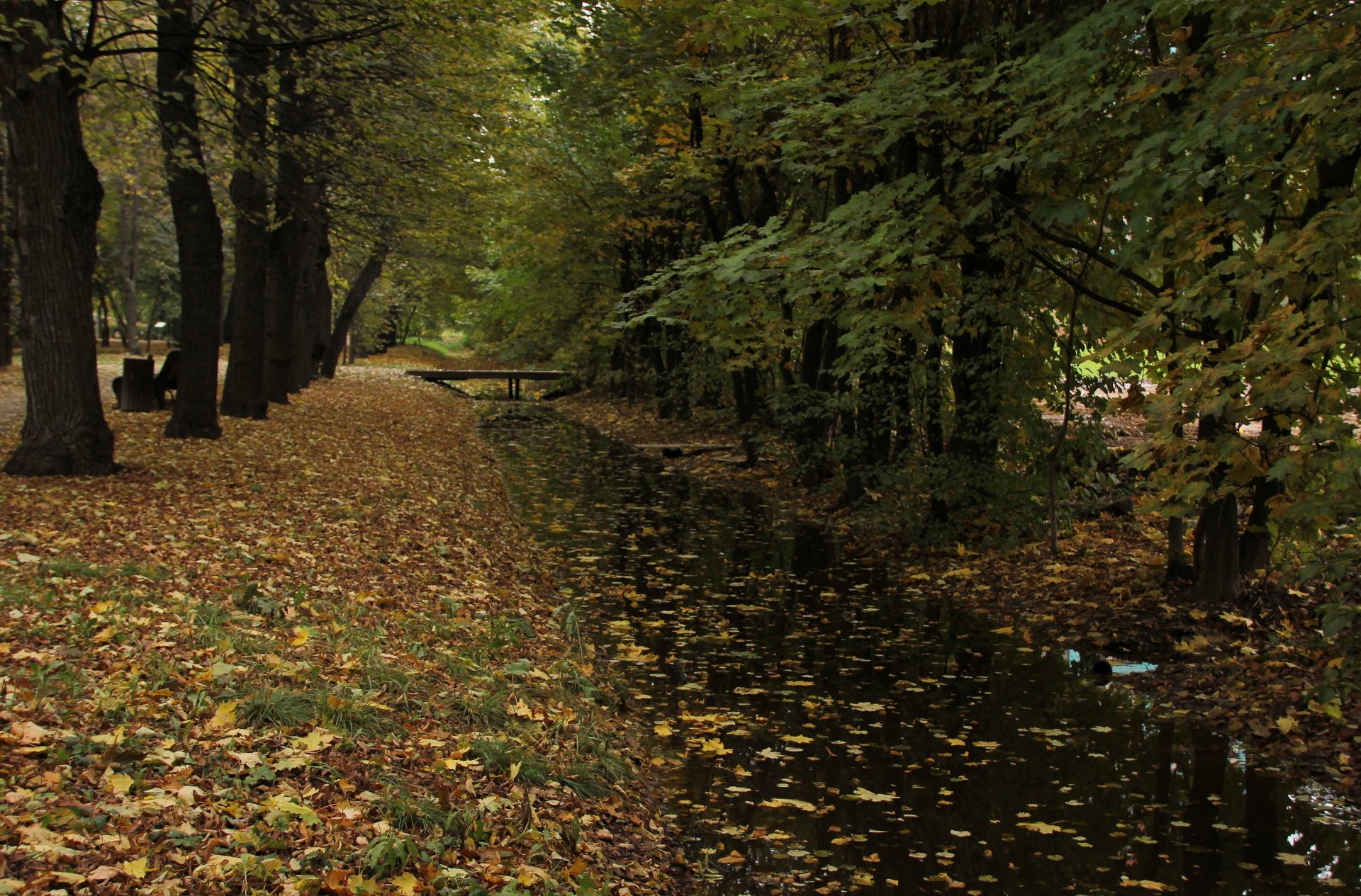 otoño árboles hojas agua arbustos papel pintado