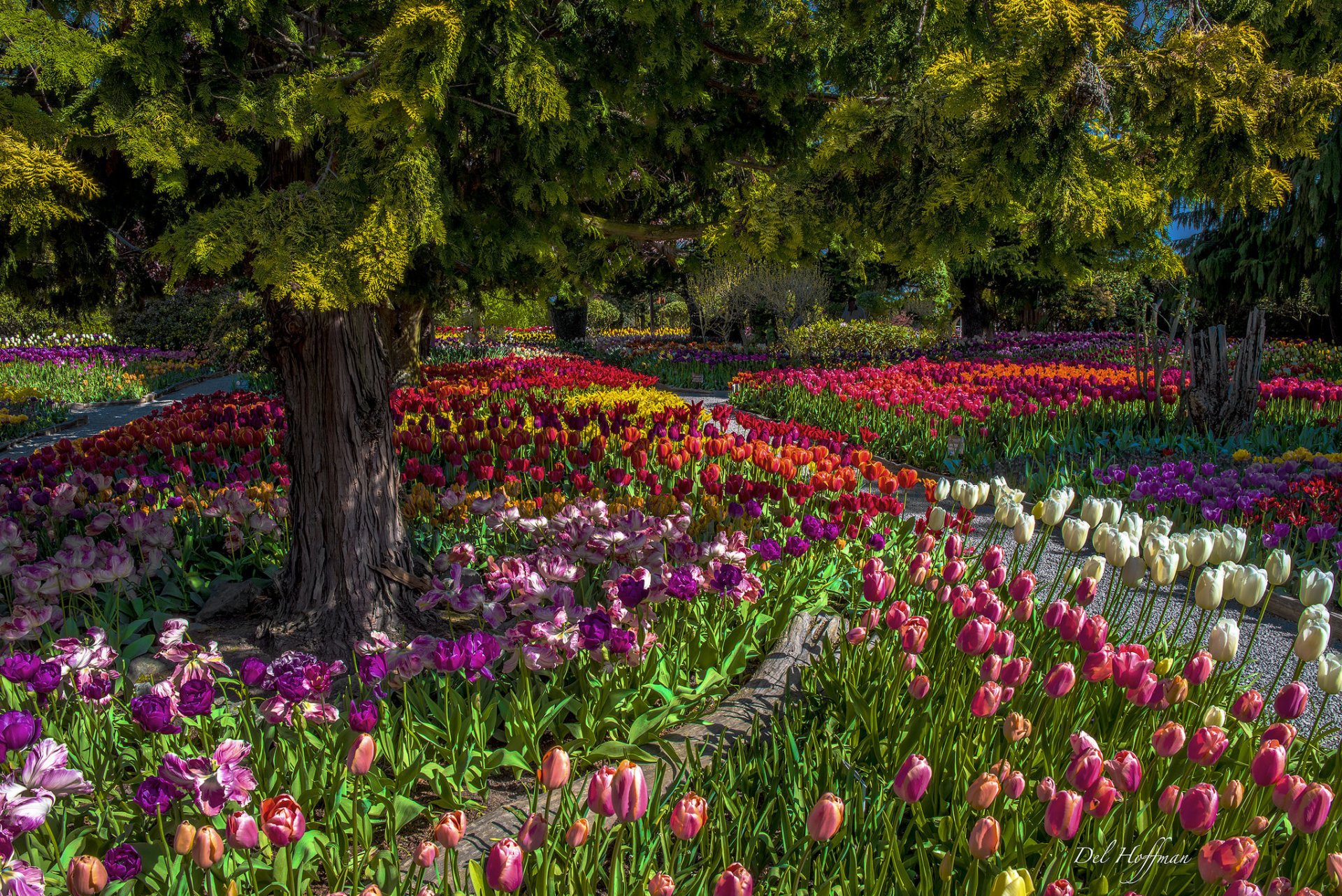 parco fiori tulipani alberi