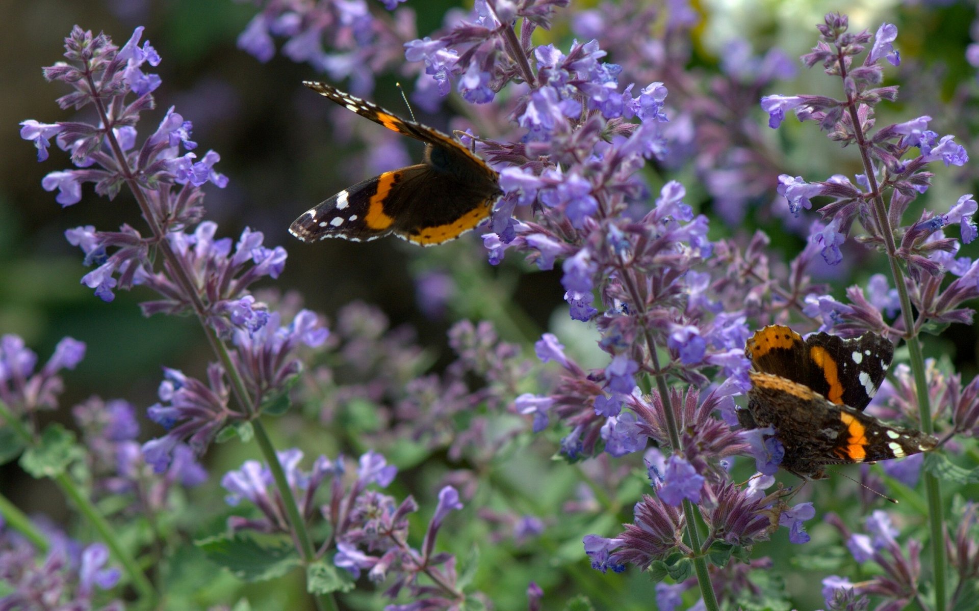 schmetterlinge admiral lavendel blumen makro