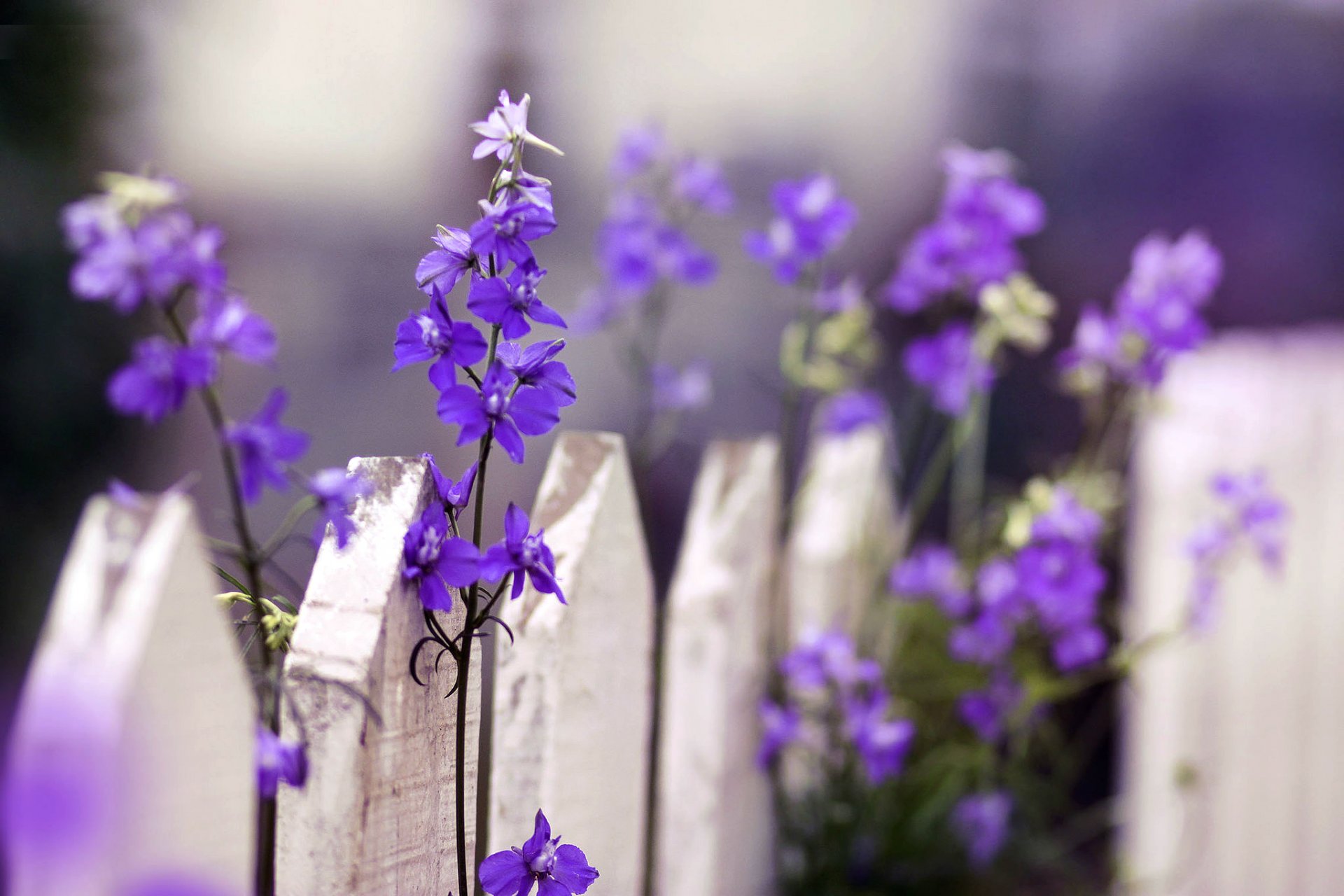 nature macro flowers flowers fence fence fencing