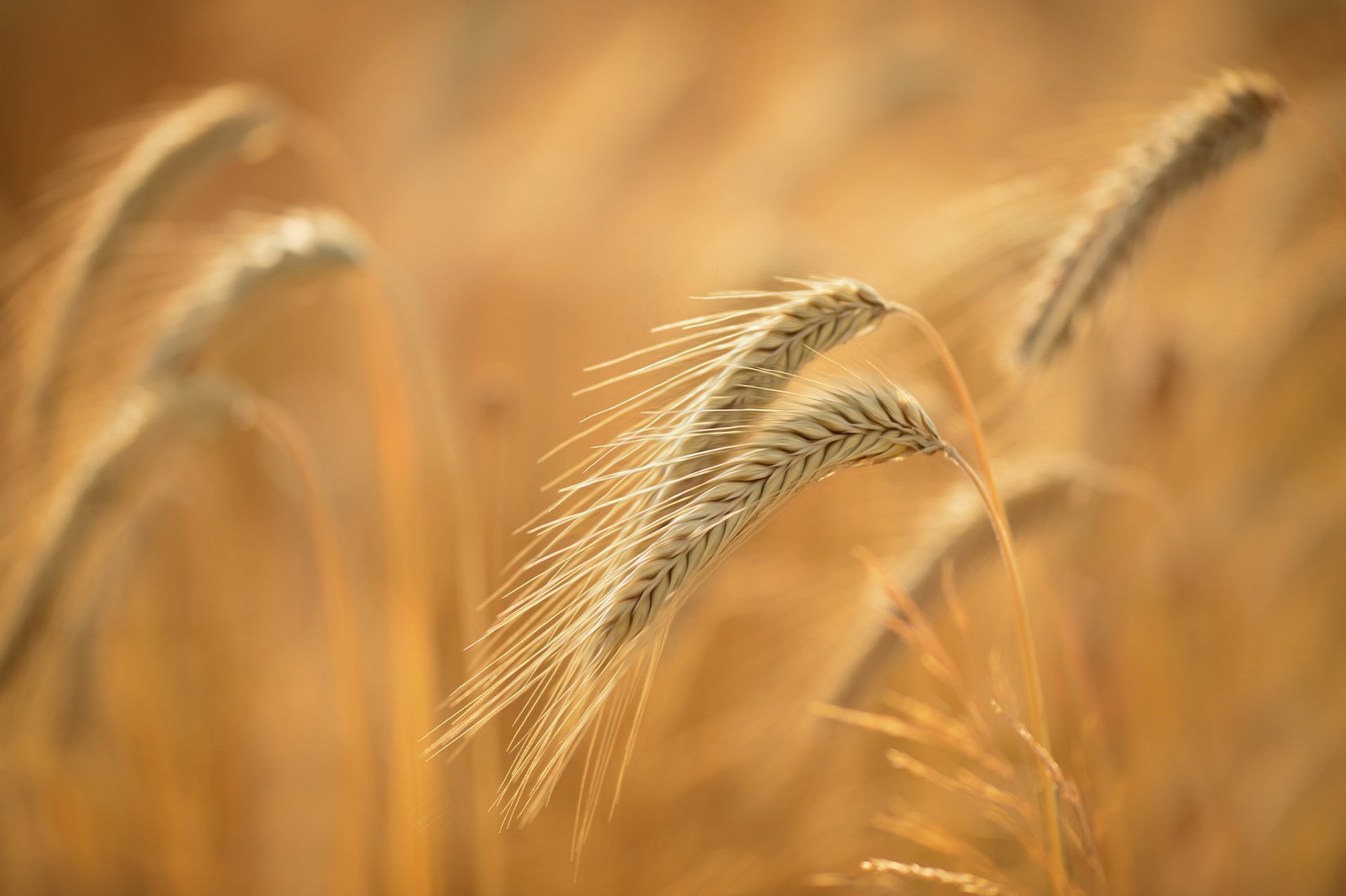 campo spighe macro estate