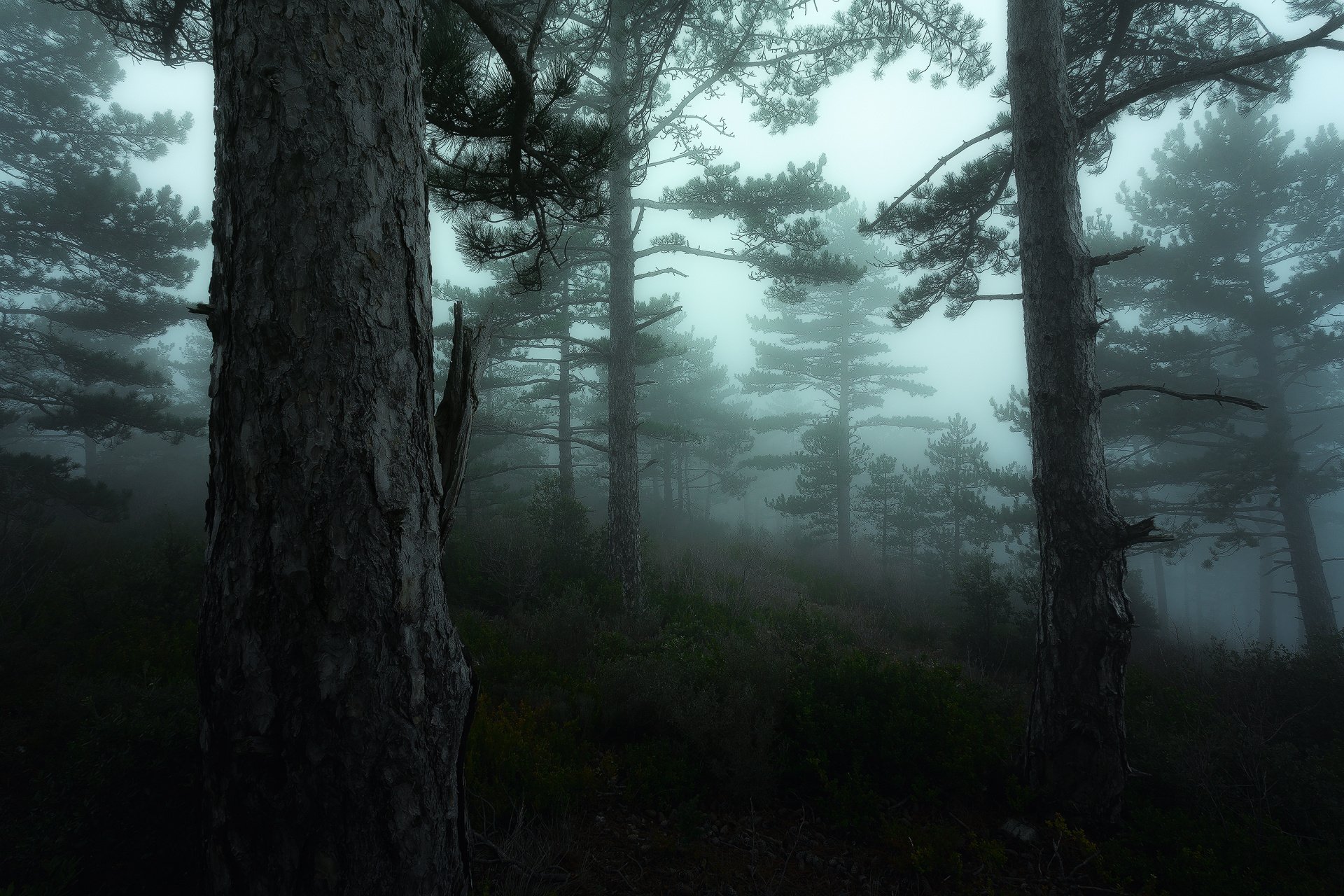 david bouscarle bonnier forêt france vert luberon brouillard mousse nikon provence arbre verdure brume arbres