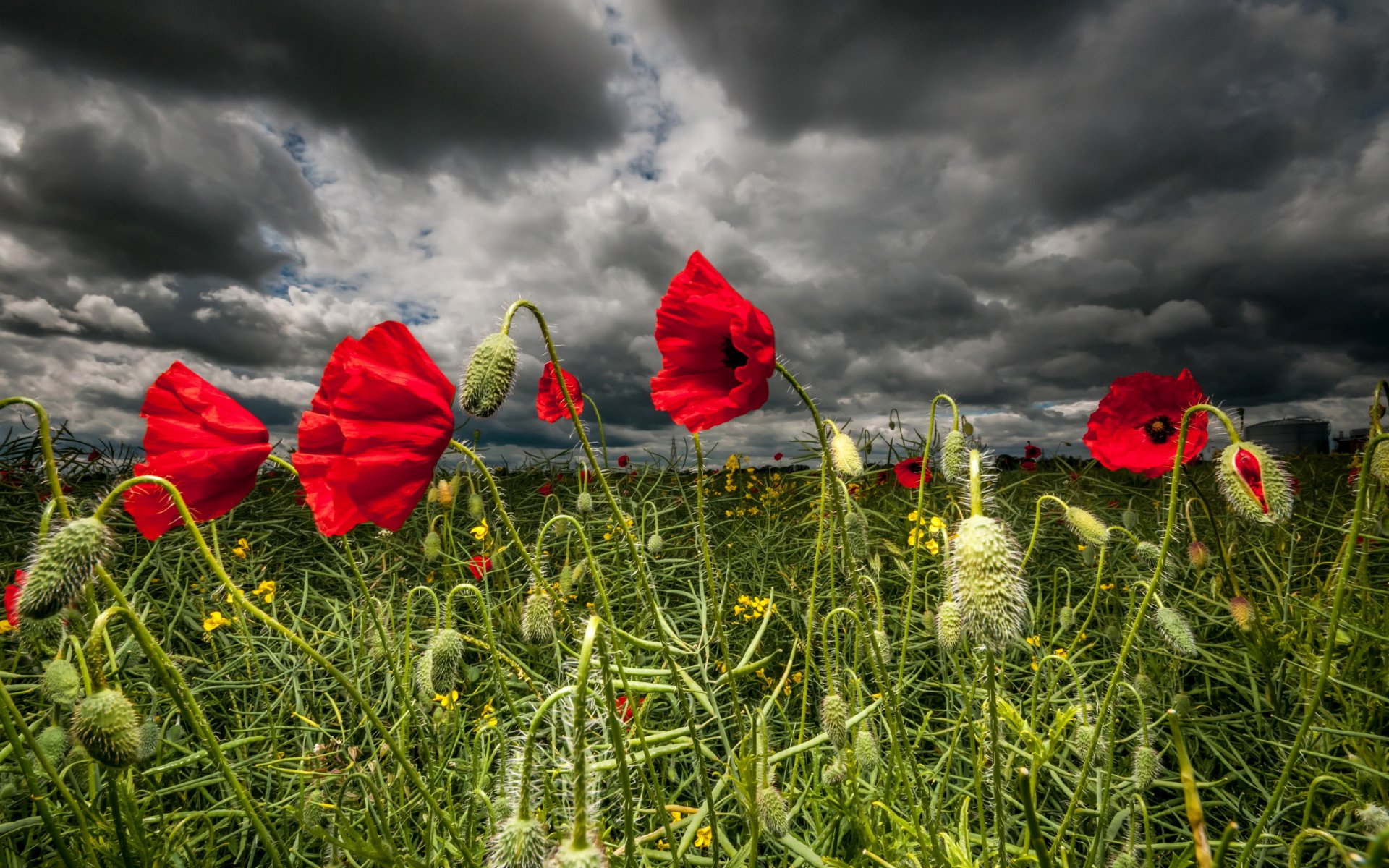 flower poppies nature