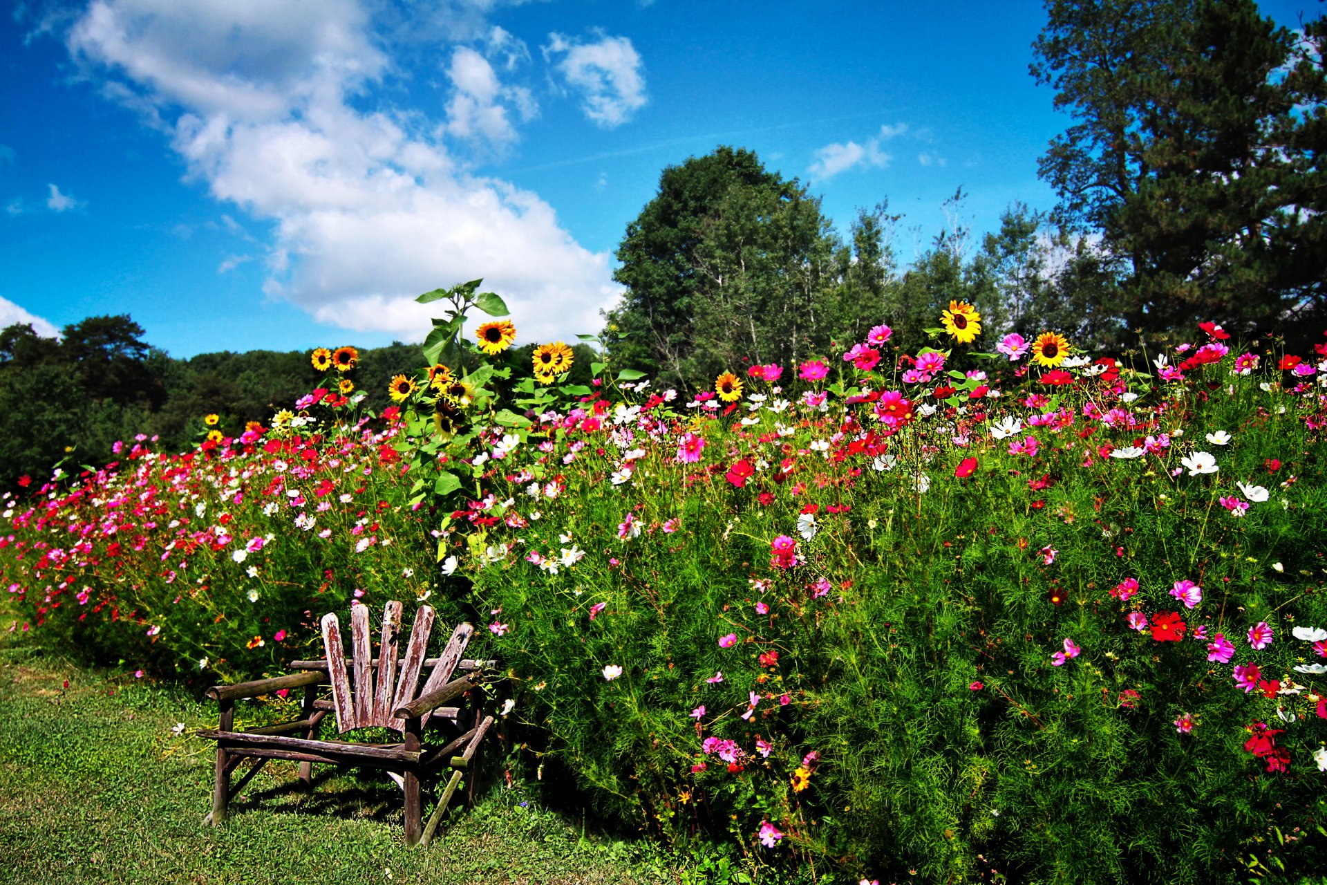 jardín árboles hierba arbustos flores cosmea girasol silla