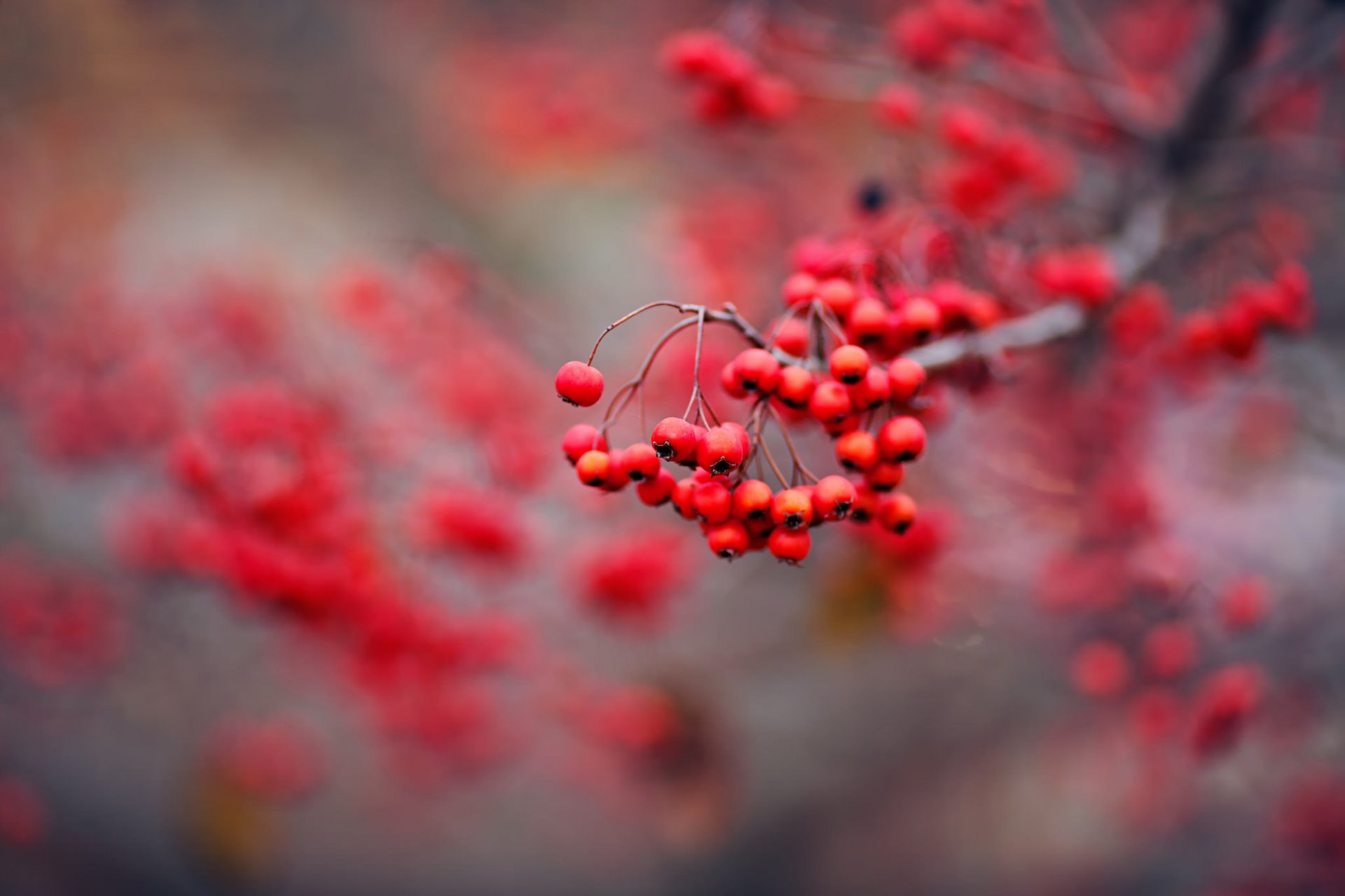 rowan nature berrie