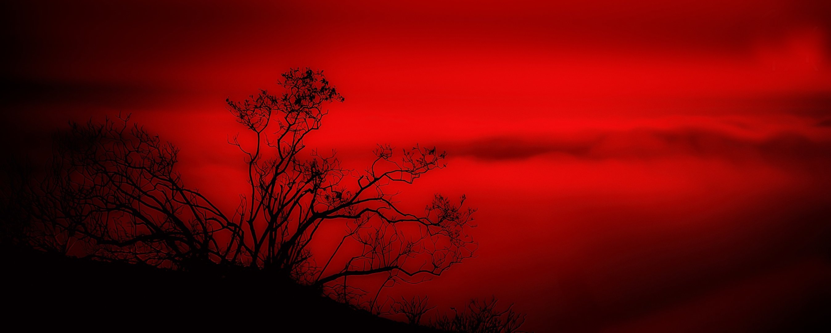 landscape red tree