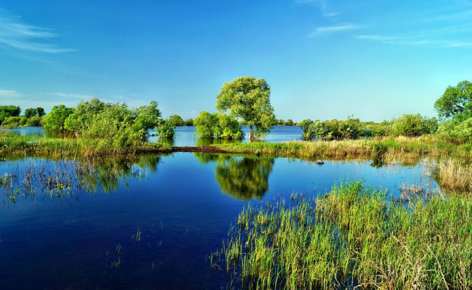 lac eau arbres herbe roseaux ciel