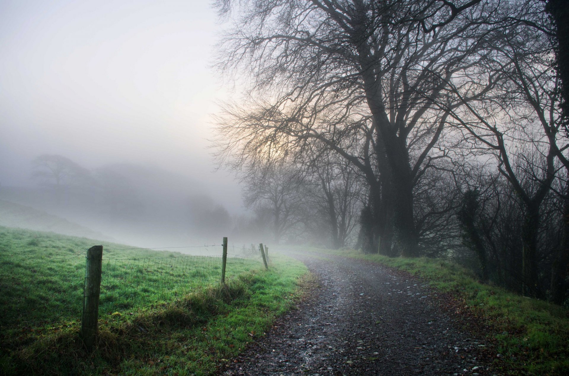 road fog nature