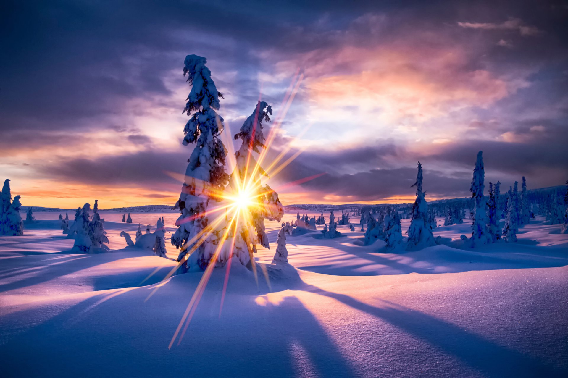 winter paradis snow tree sun