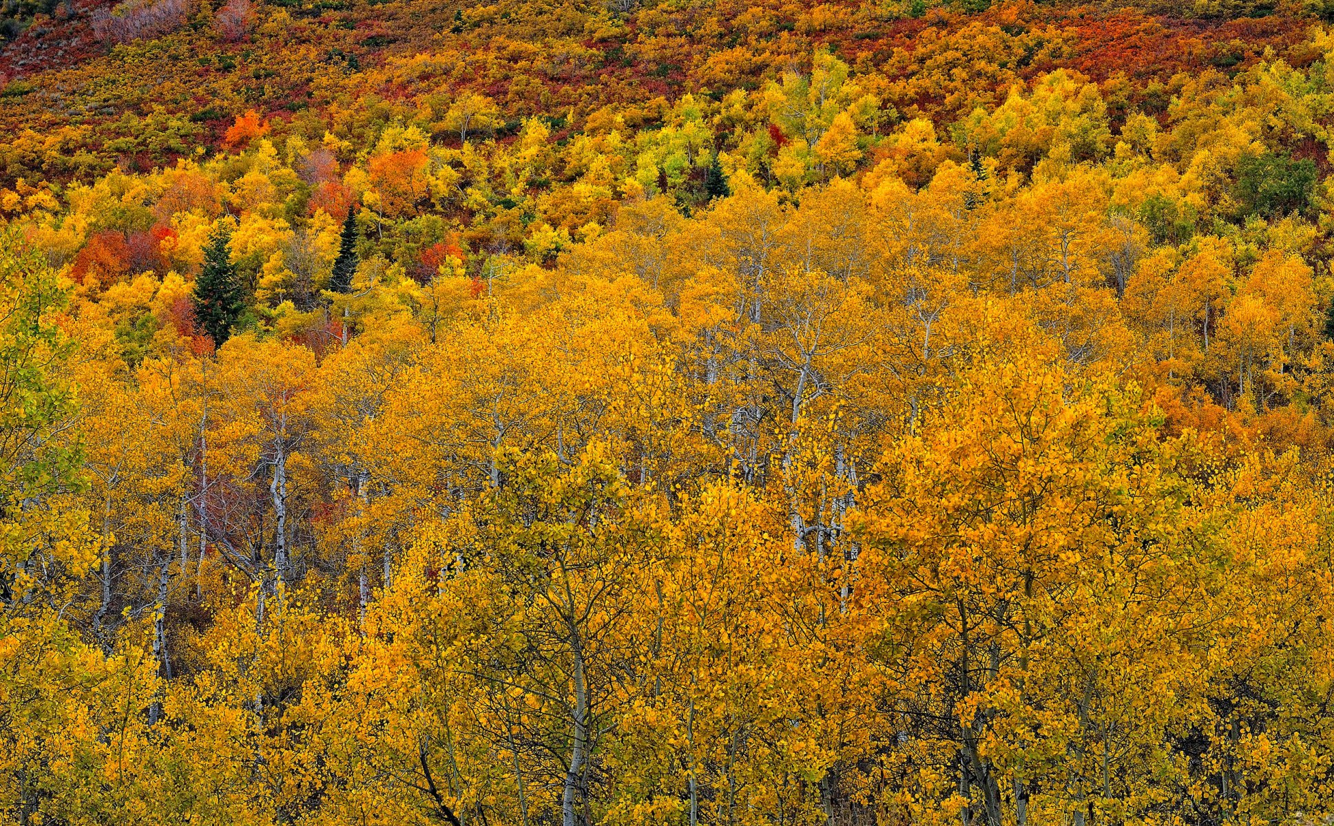 aspen colorado états-unis forêt tremble feuilles automne