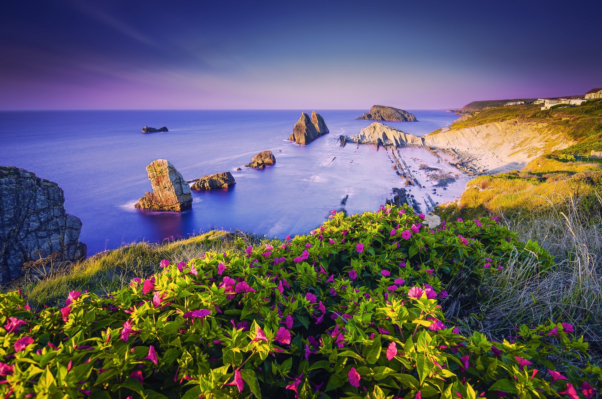 flores mar rocas verano