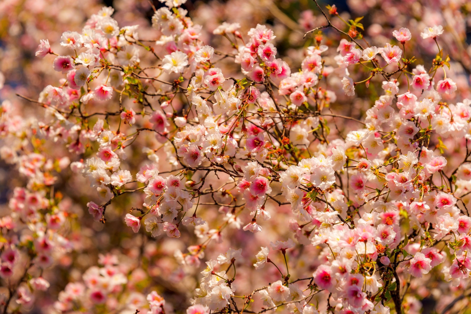 natur blumen frühling bäume frühling