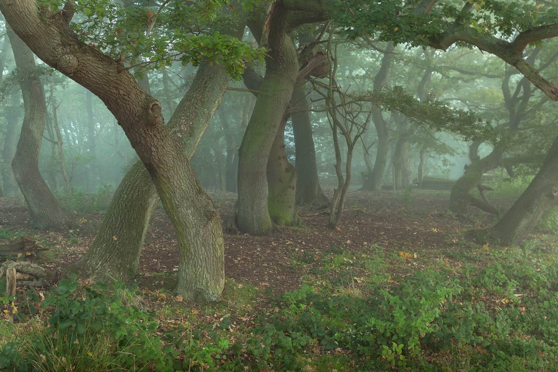 forêt arbres chênes sorciers quelque chose chuchoter dans le brouillard