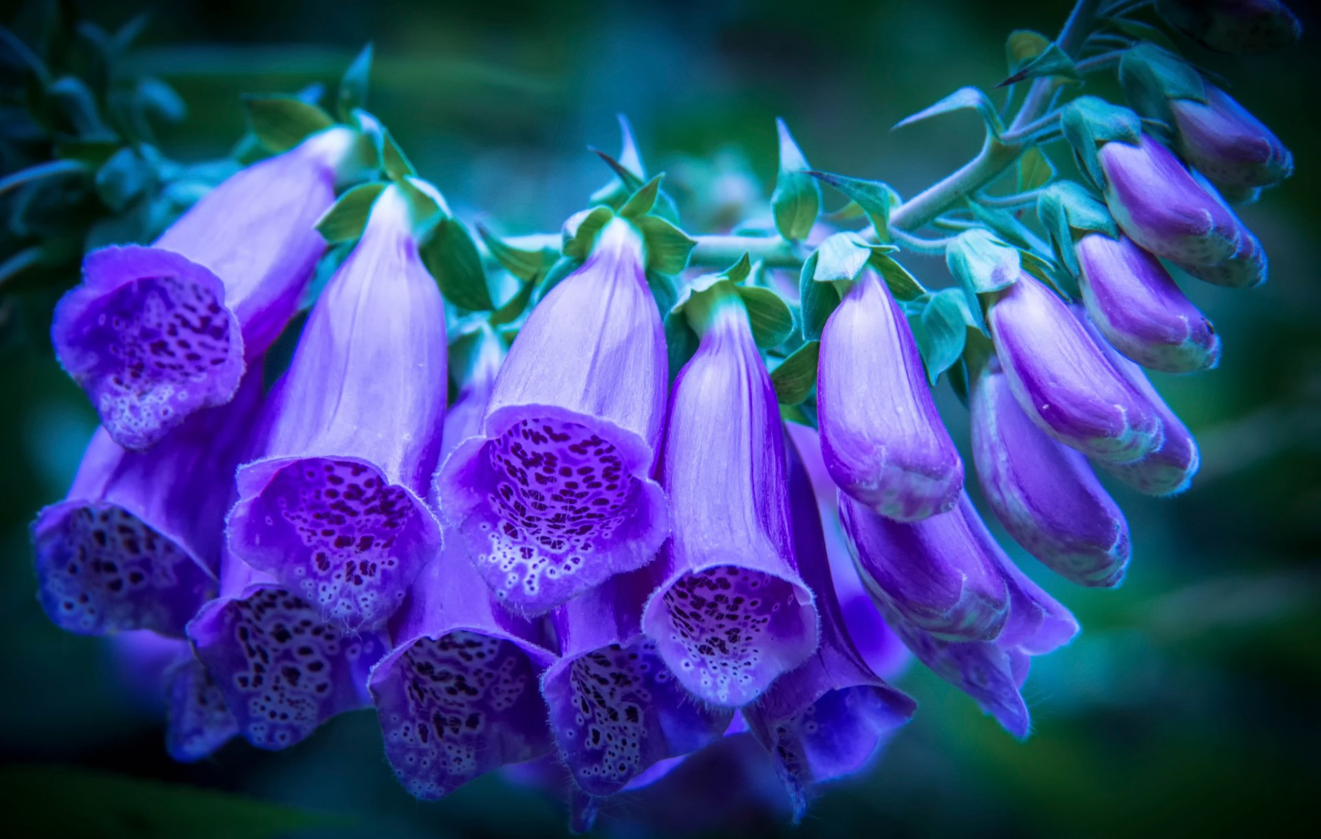 foxglove buds purple