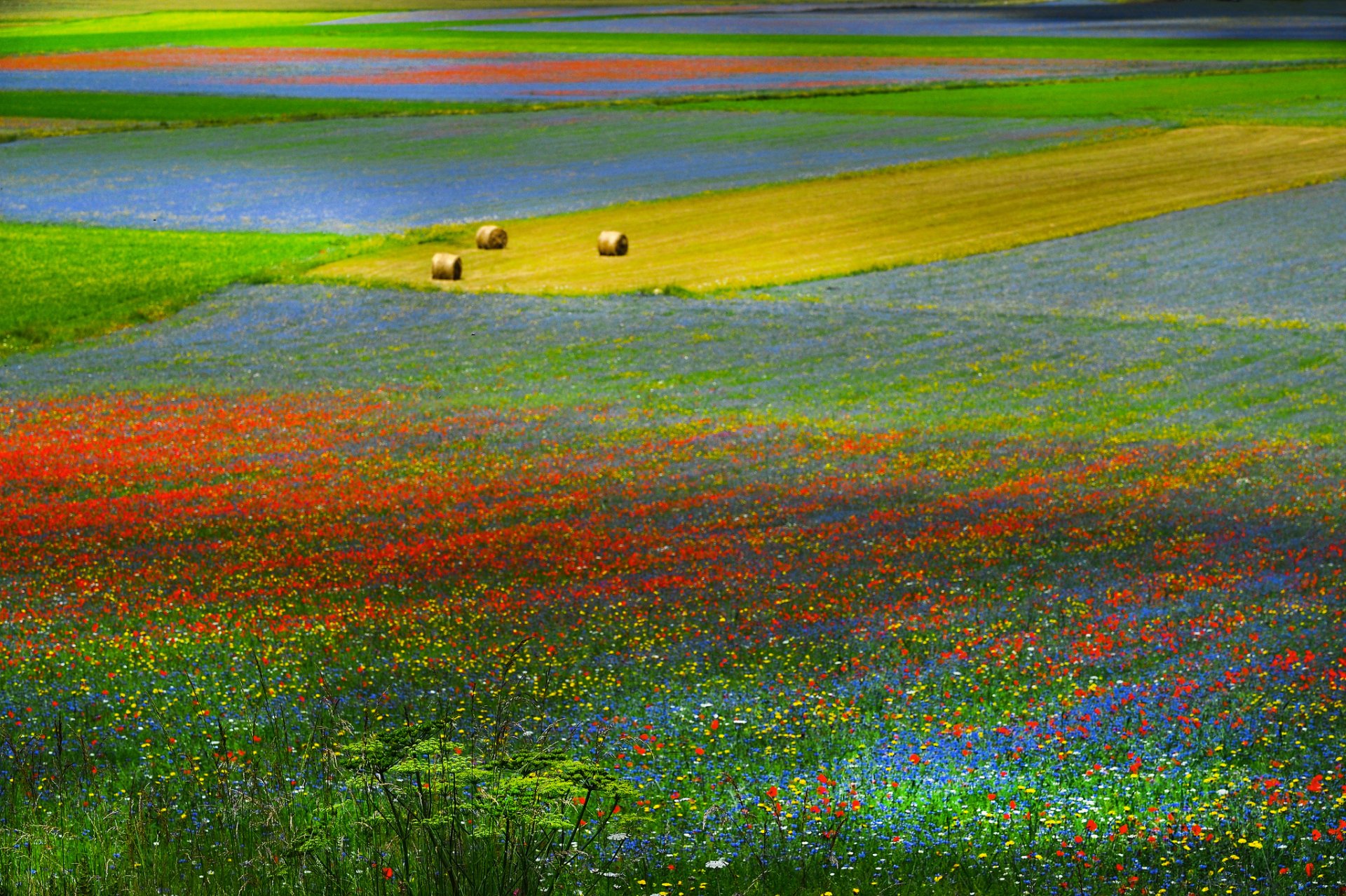 campo heno prado hierba flores colinas