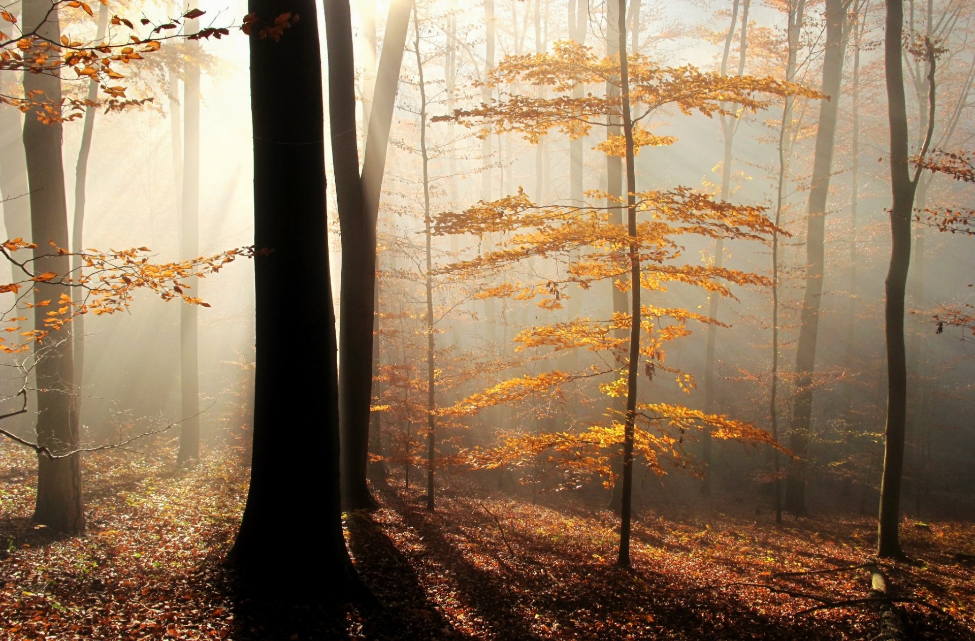 foresta raggi nebbia alberi foglie autunno