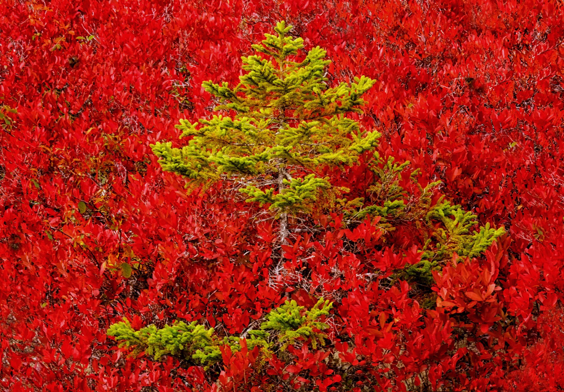 lope forest pine tree autumn flowers paint