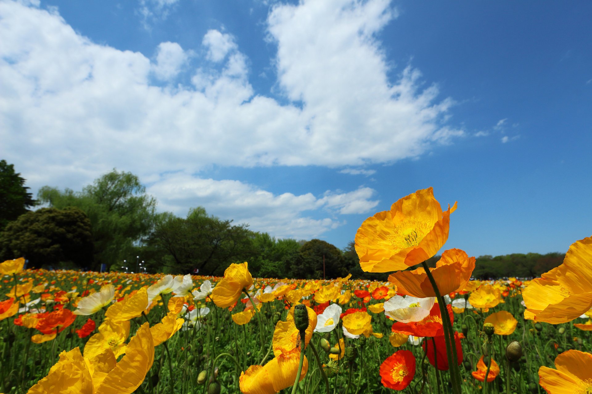 ky clouds tree the field meadow flower poppie