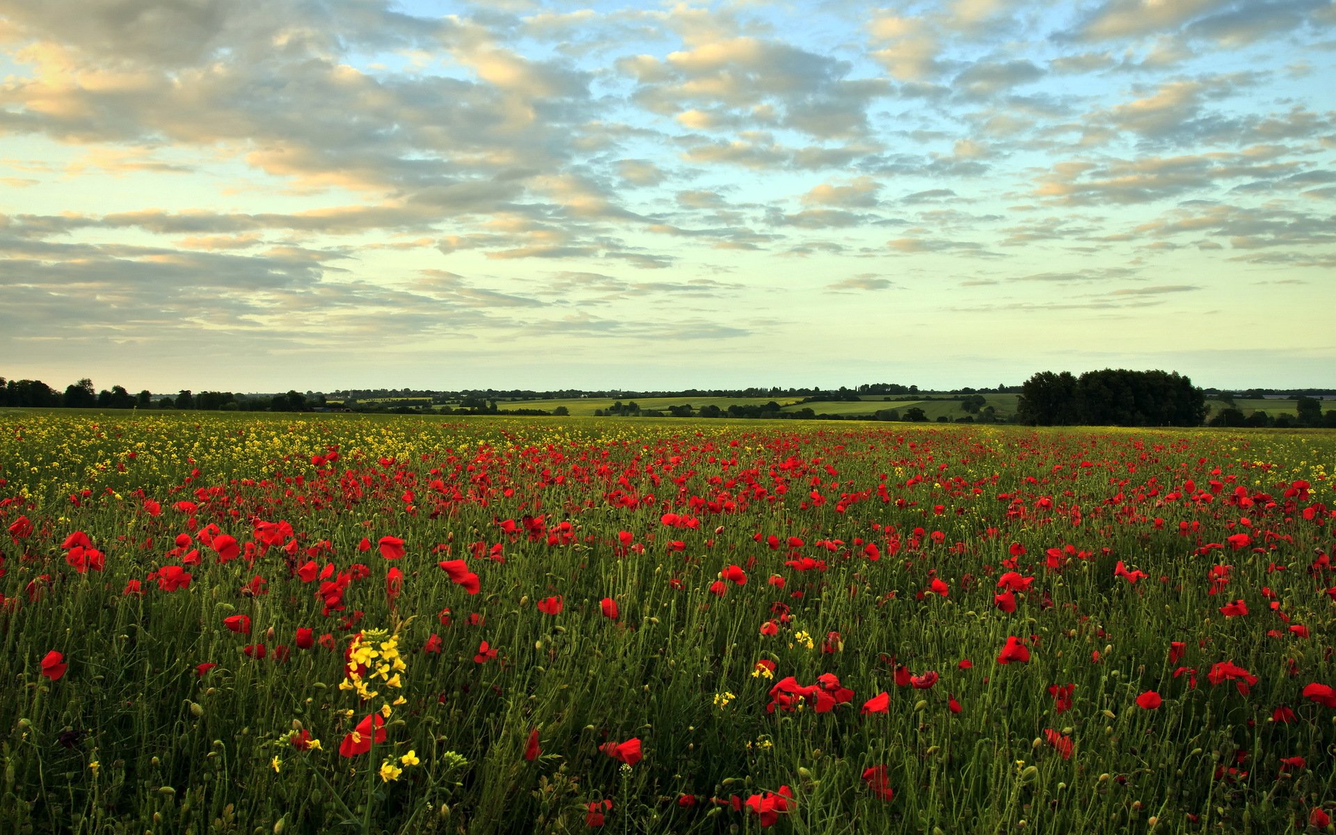 champ coquelicots été paysage