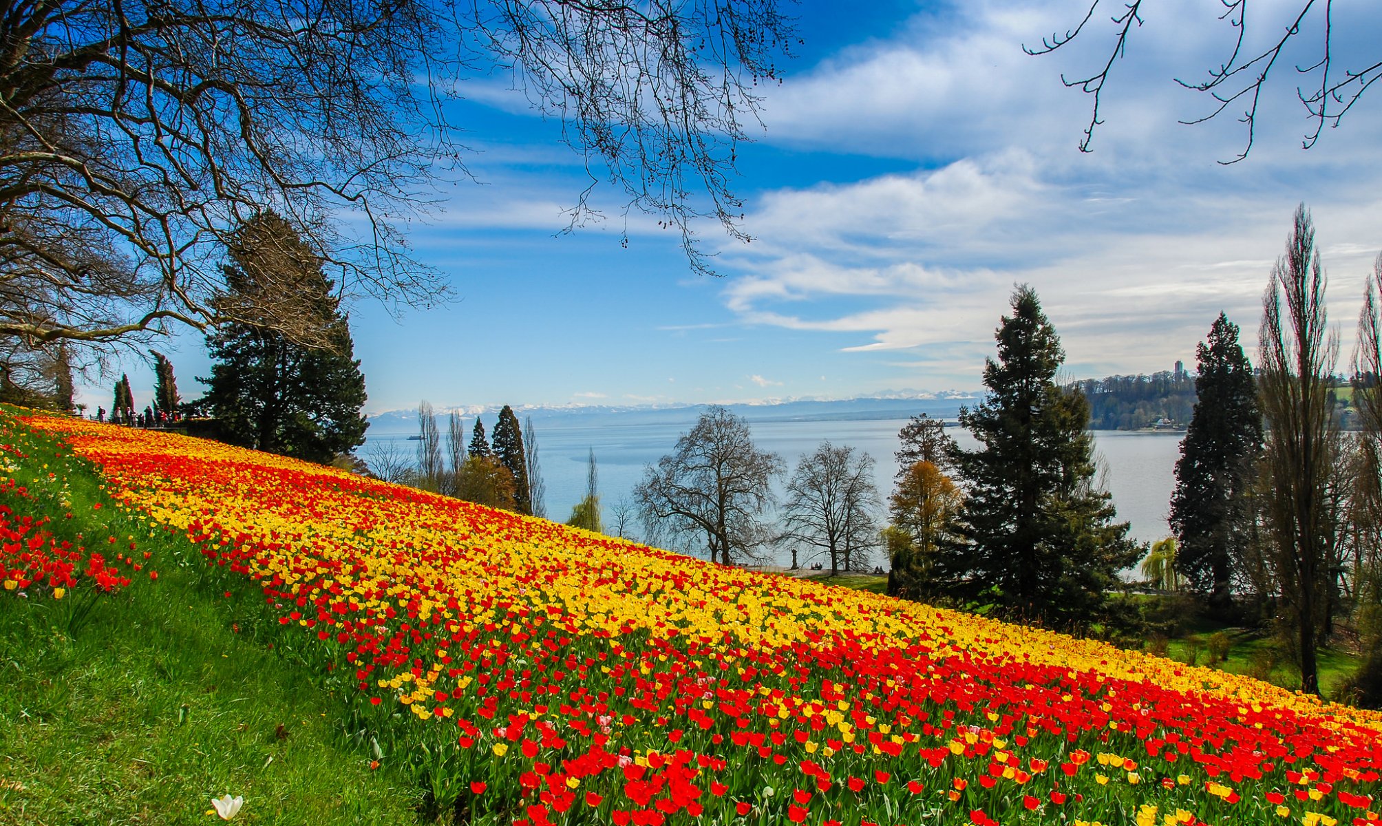 pente herbe fleurs tulipes arbres lac paysage