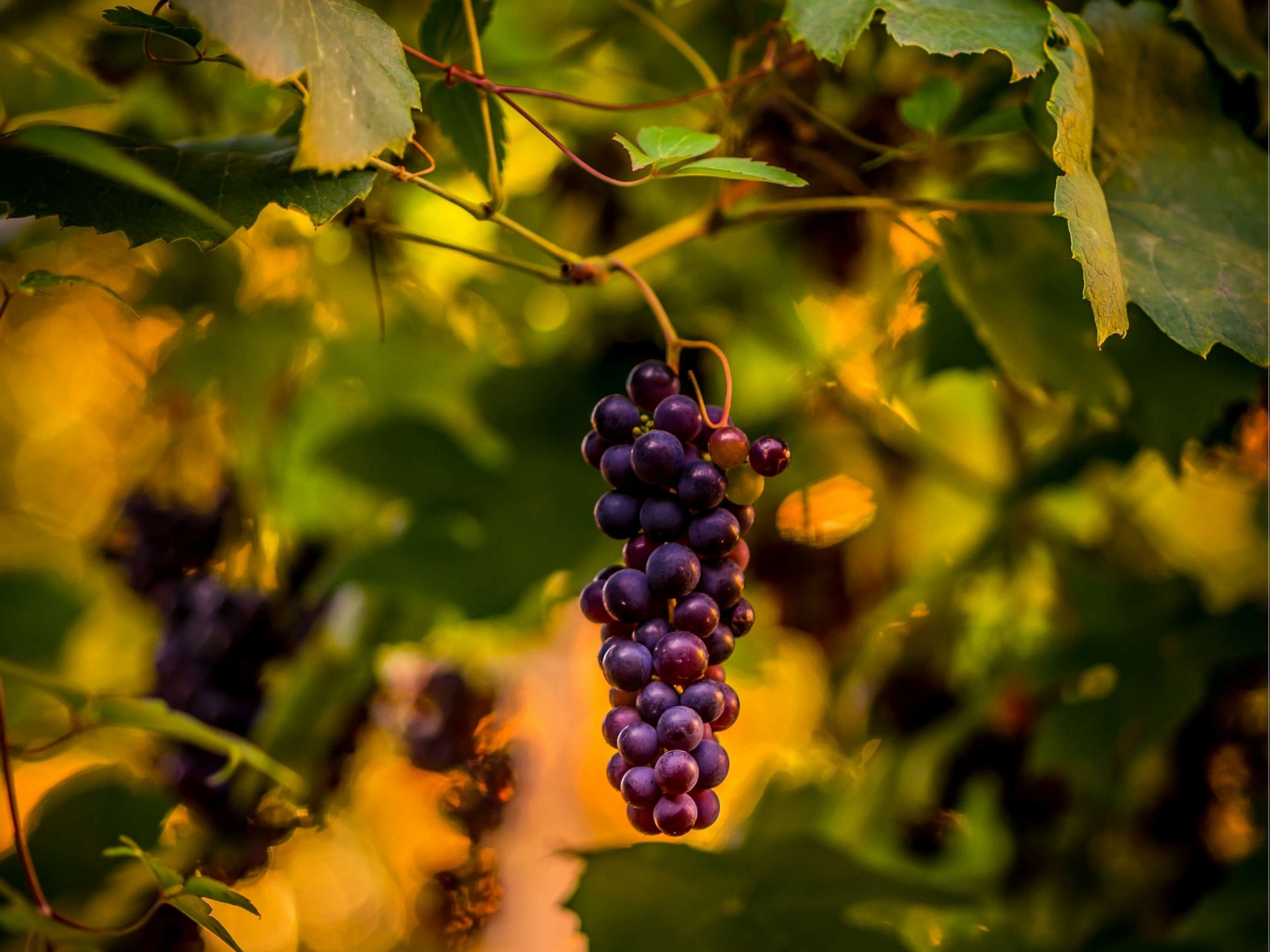 grapes bunch of vine close up