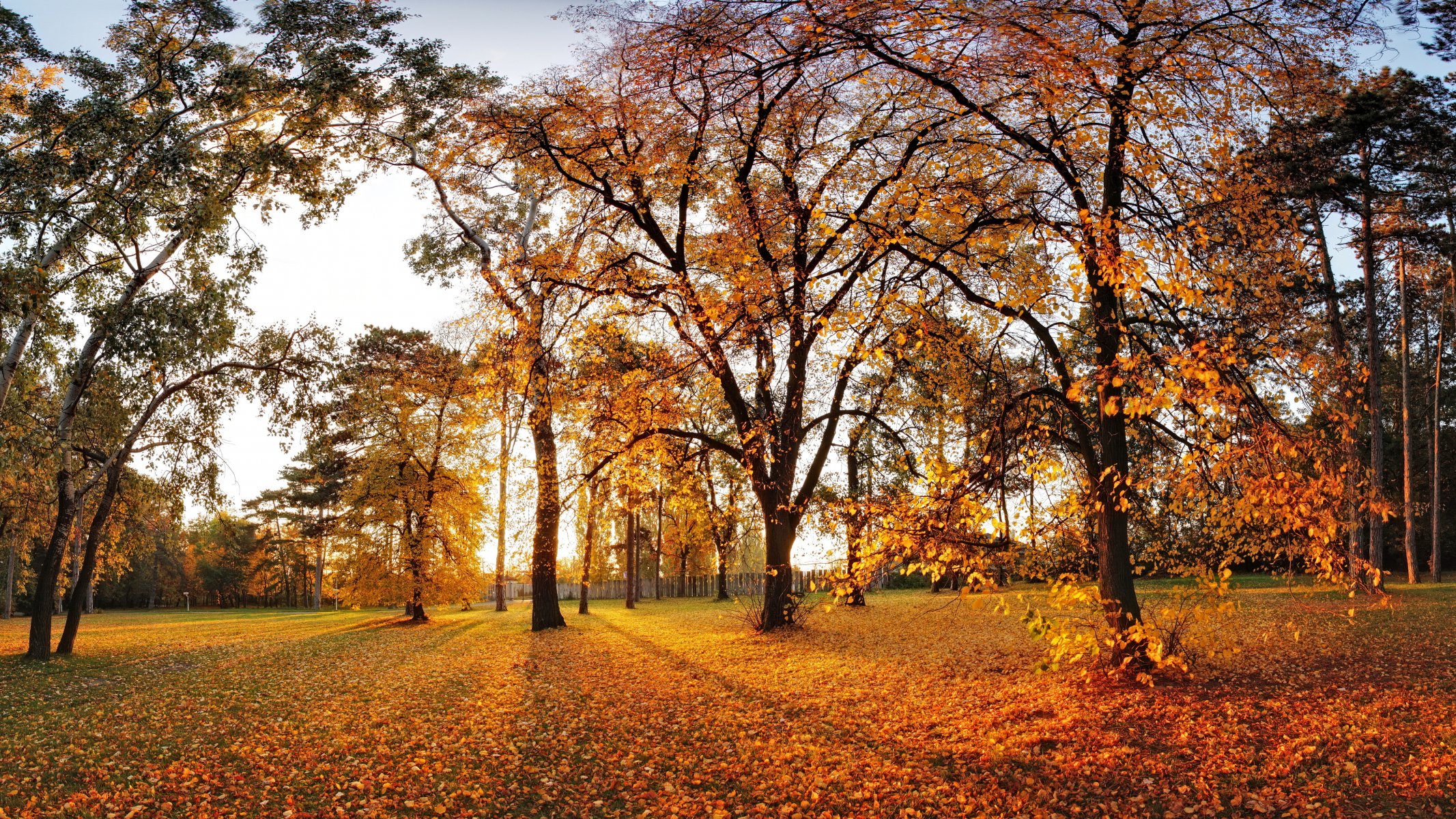 jesień park drzewo natura krajobraz liście drzewa