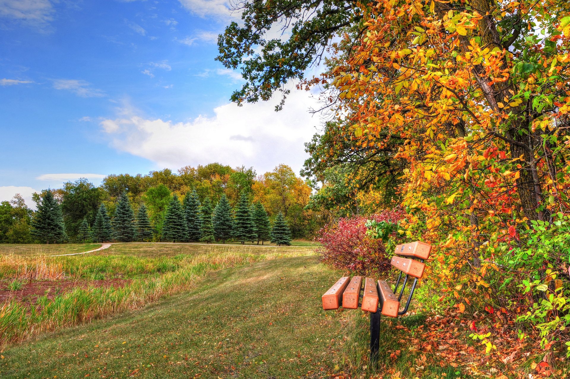 ciel parc forêt banc arbres herbe automne