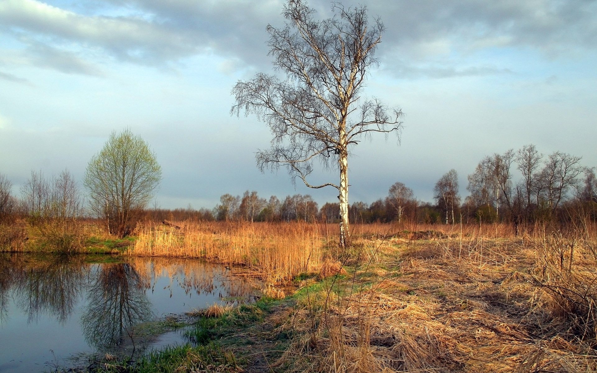 tree pond nature landscape