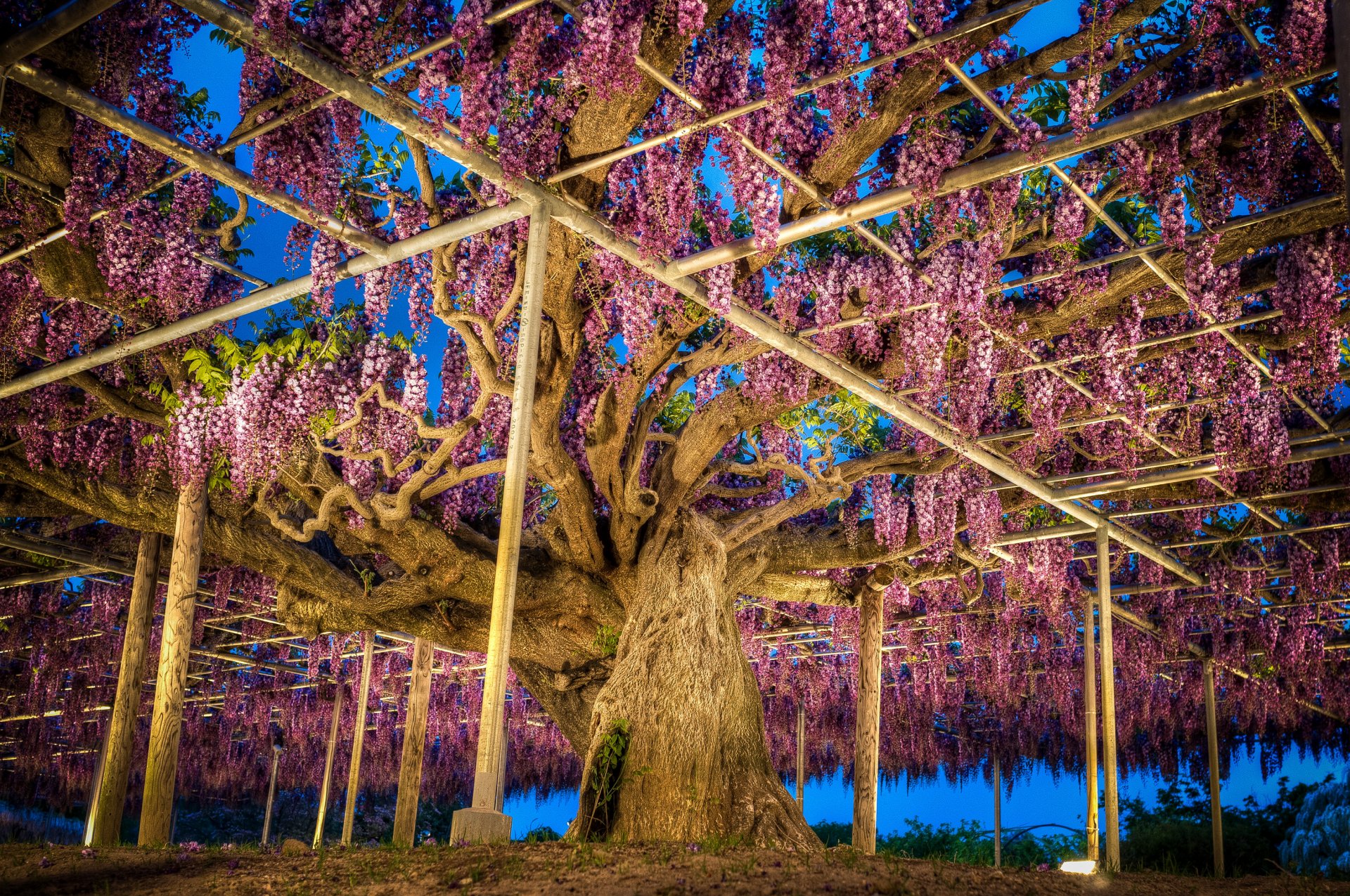 japonia park wisteria ashikaga kwiat park natura zdjęcie